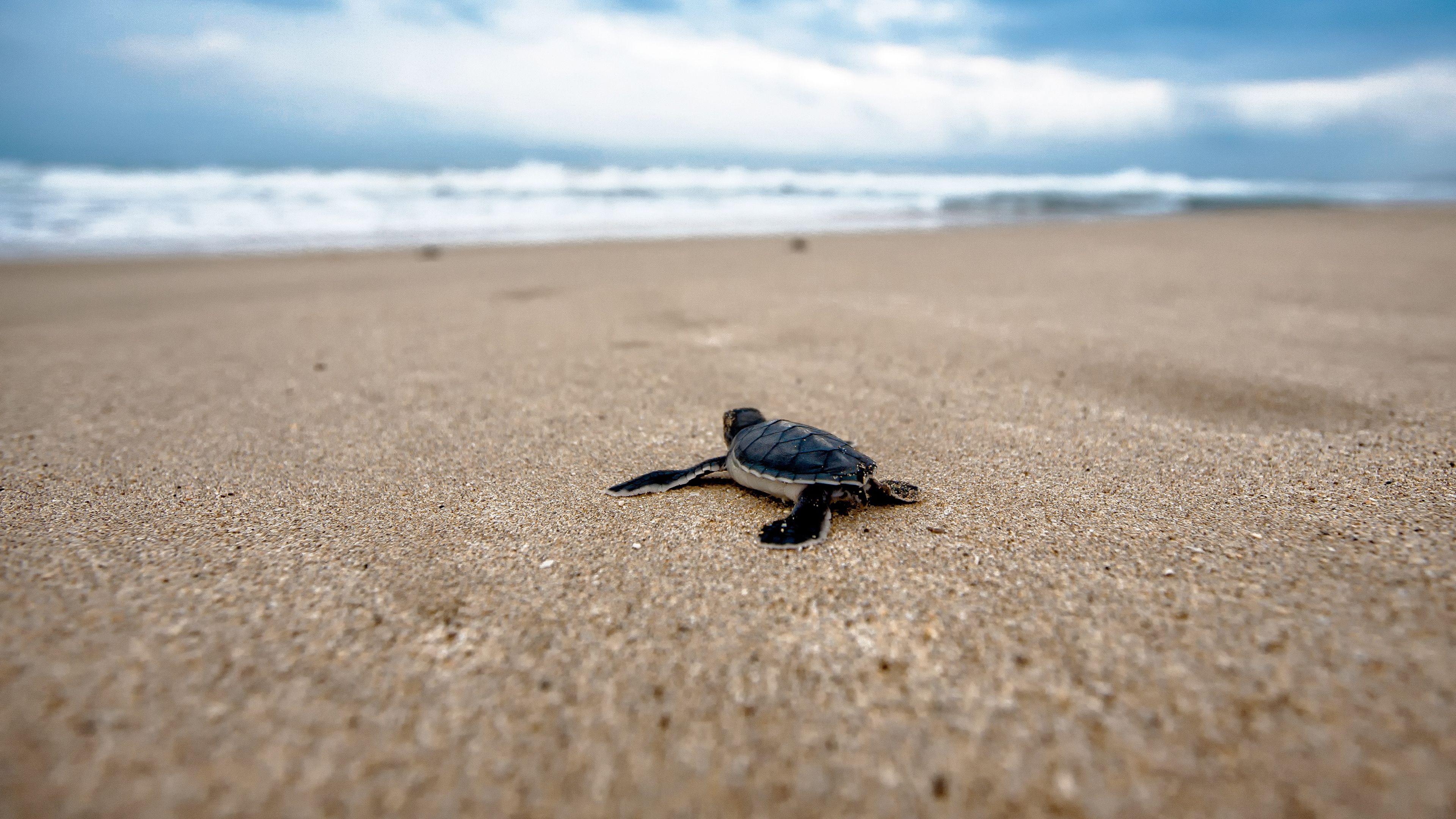 Cute Baby Sea Turtle Wallpapers