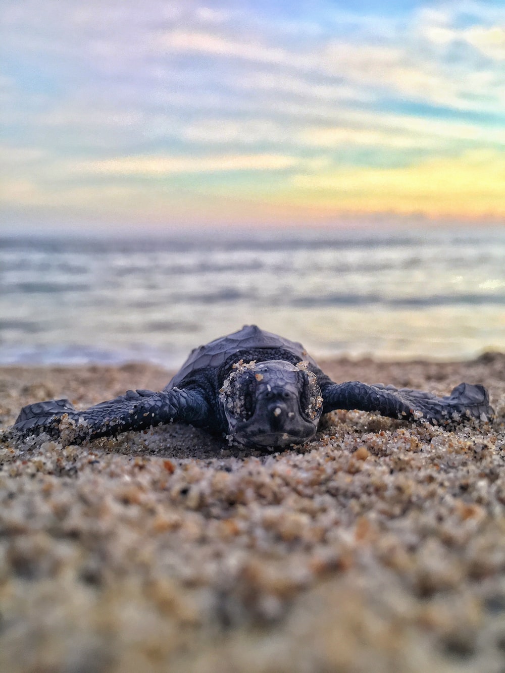 Cute Baby Sea Turtle Wallpapers