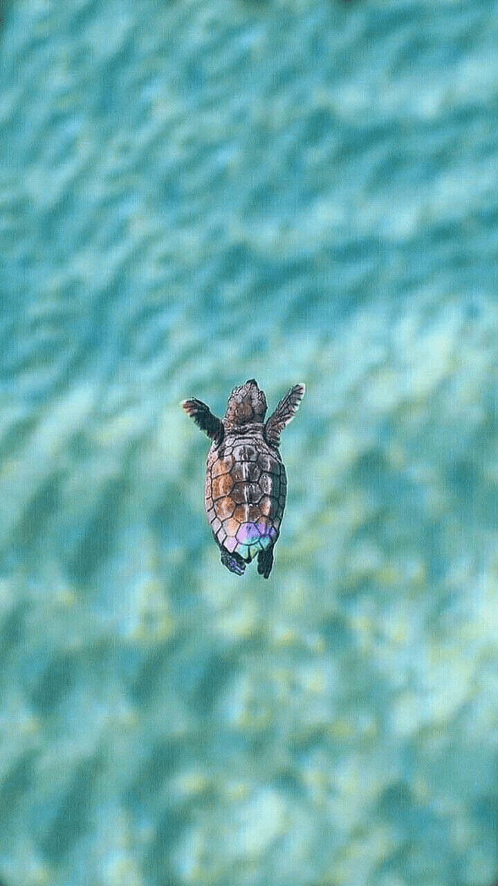 Cute Baby Sea Turtle Wallpapers