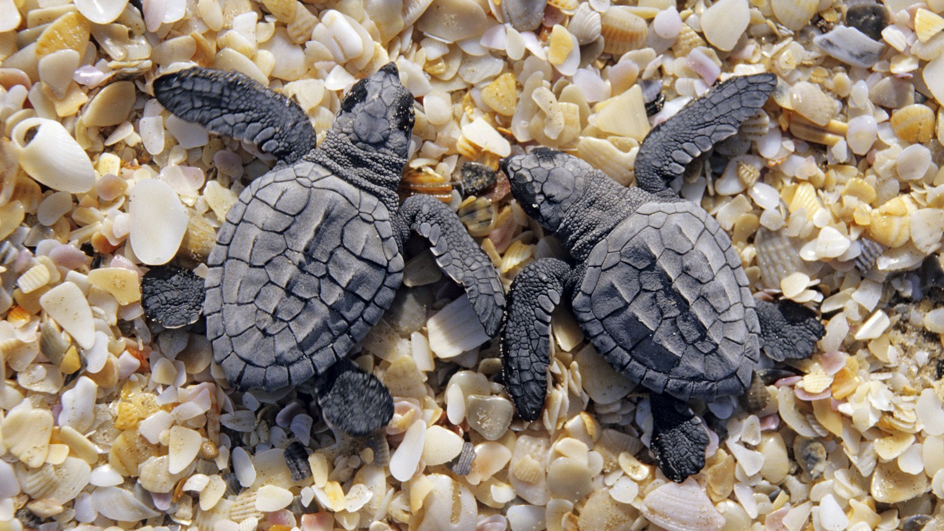 Cute Baby Sea Turtle Wallpapers