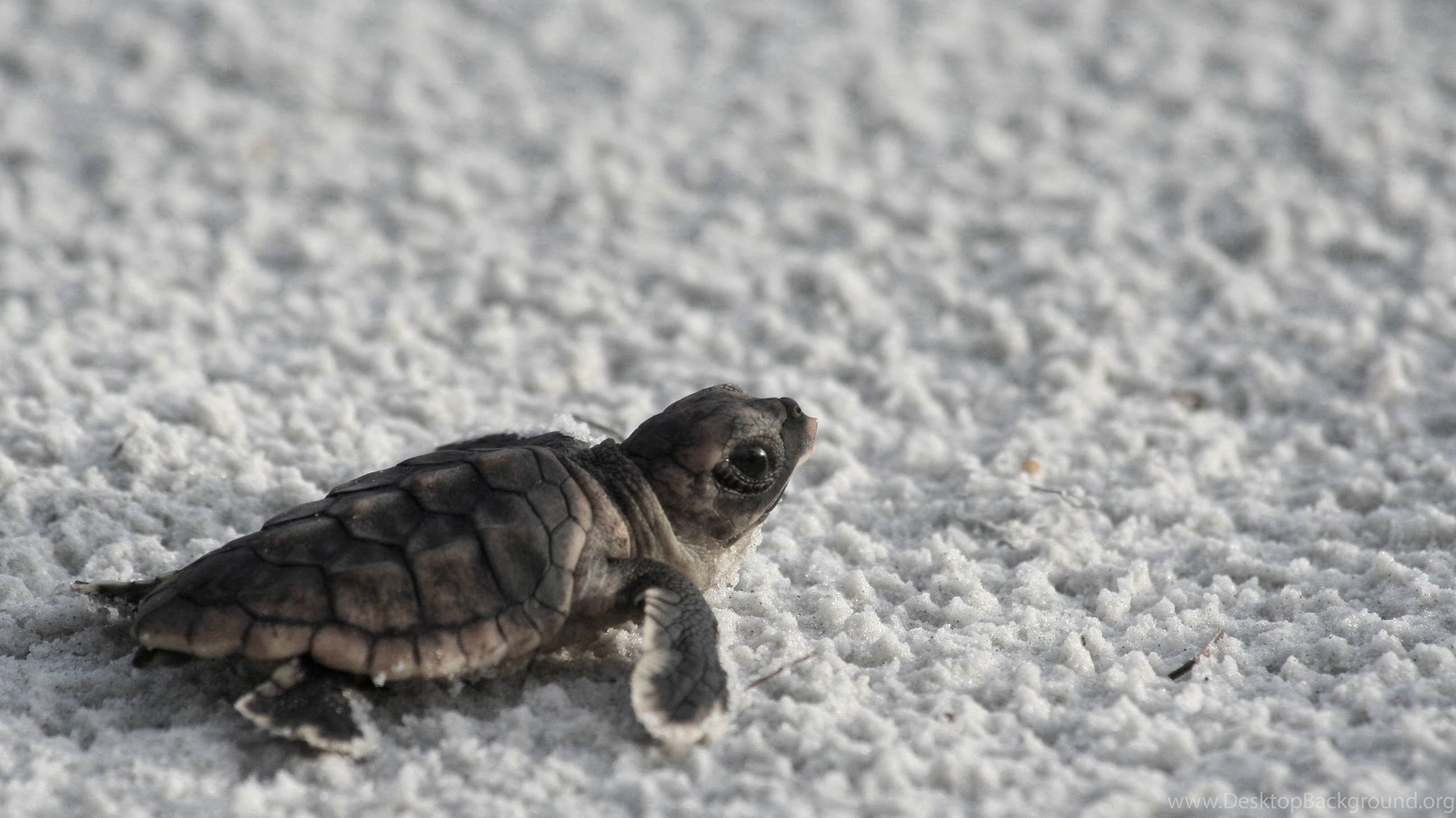 Cute Baby Sea Turtle Wallpapers