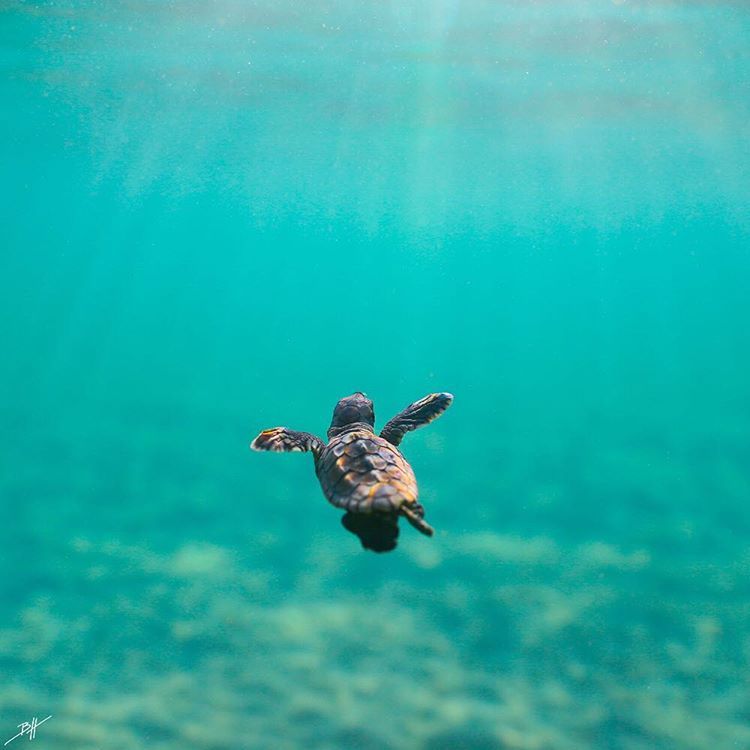 Cute Baby Sea Turtle Wallpapers