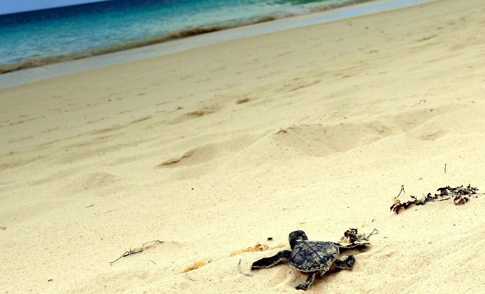 Cute Baby Sea Turtle Wallpapers