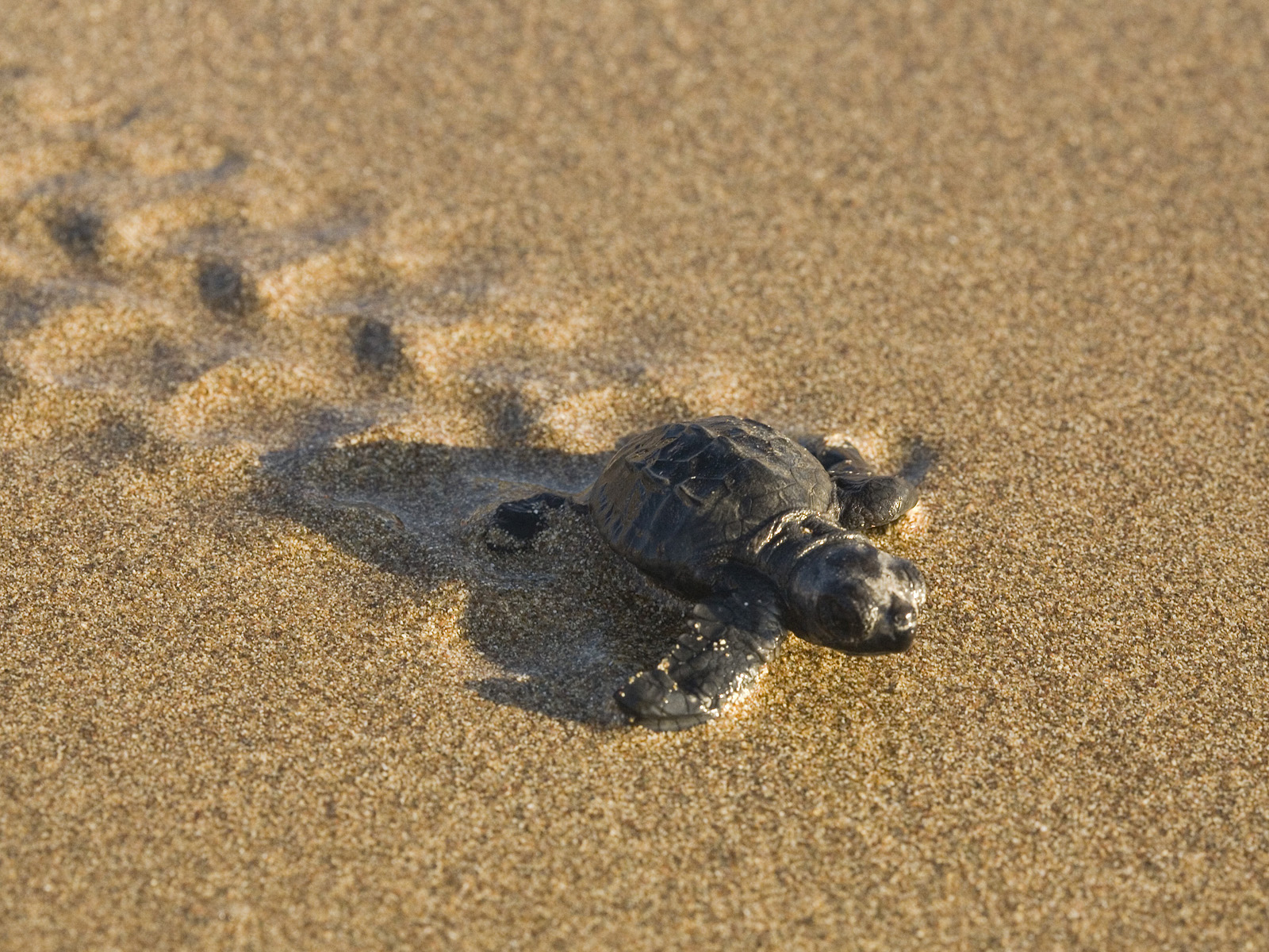 Cute Baby Sea Turtle Wallpapers