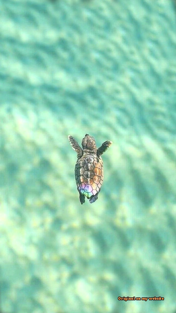 Cute Baby Sea Turtle Wallpapers