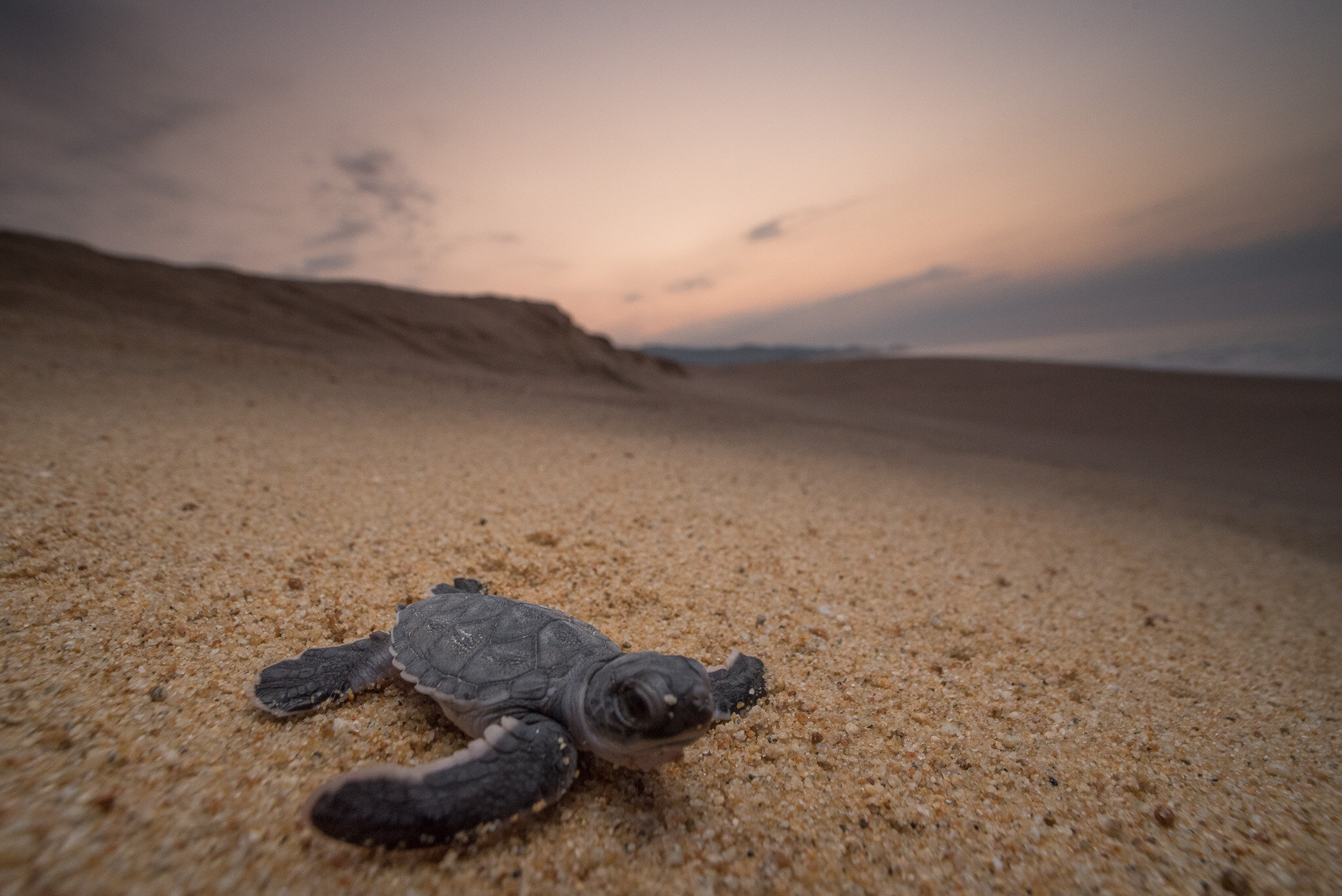 Cute Baby Sea Turtle Wallpapers