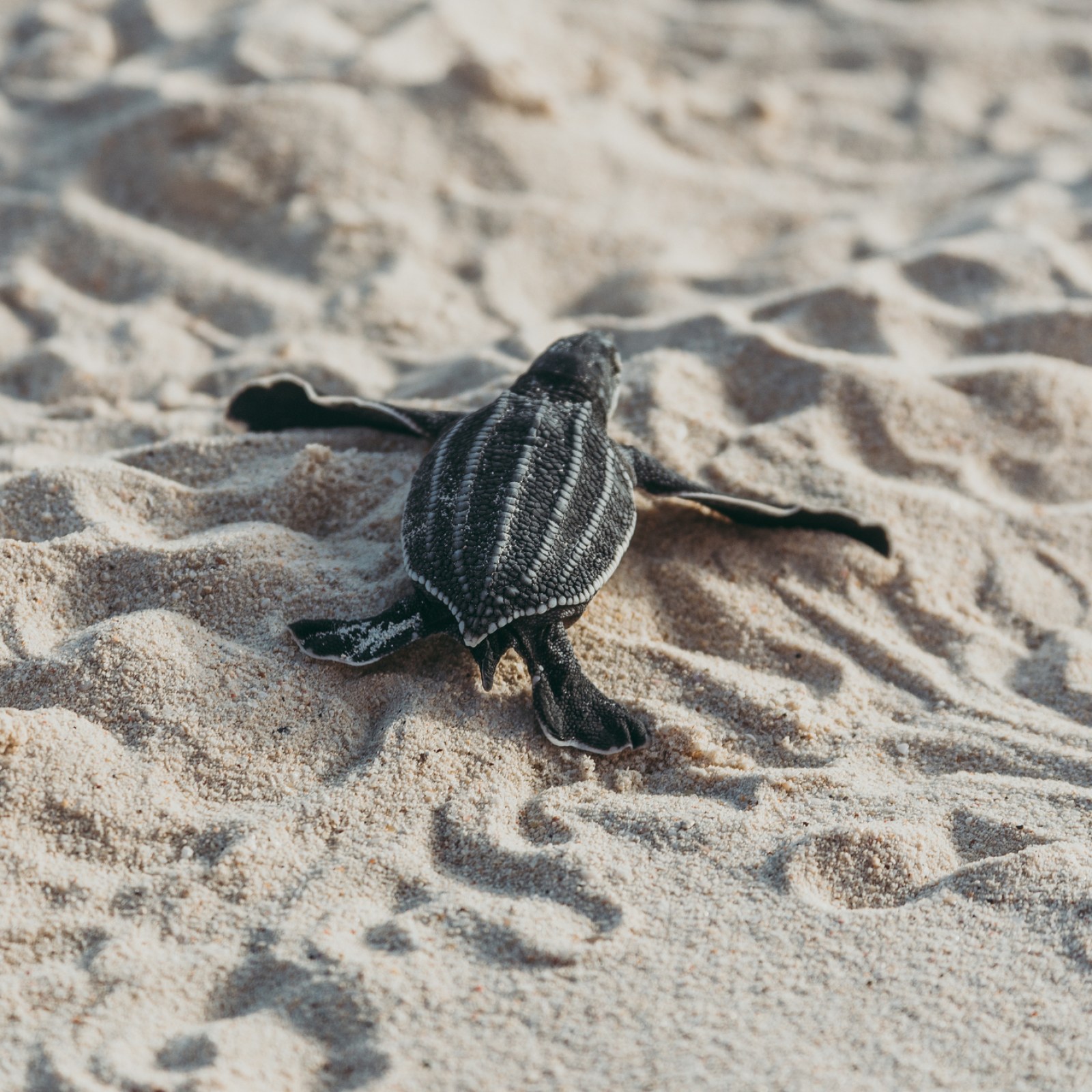 Cute Baby Sea Turtle Wallpapers