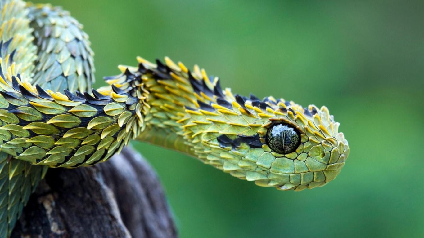 Cute Baby Snake Wallpapers