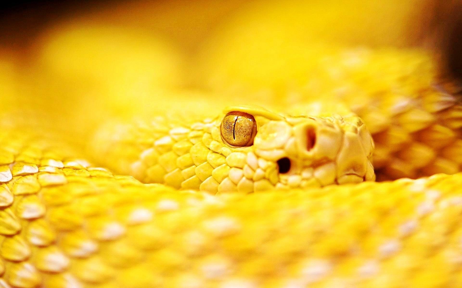 Cute Baby Snake Wallpapers