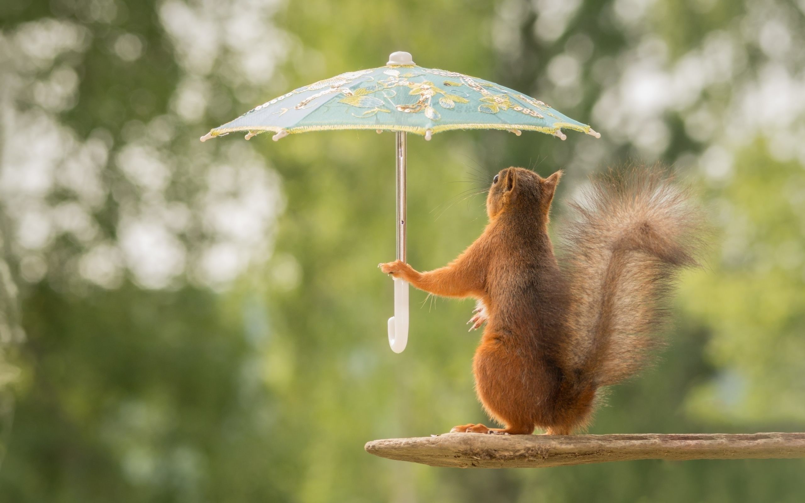 Cute Baby Squirrel Wallpapers