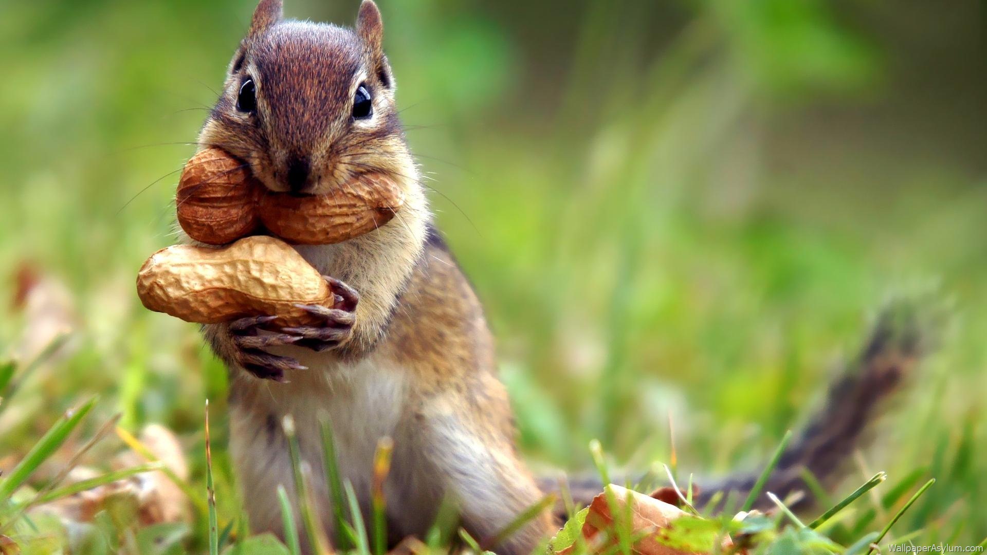 Cute Baby Squirrel Wallpapers