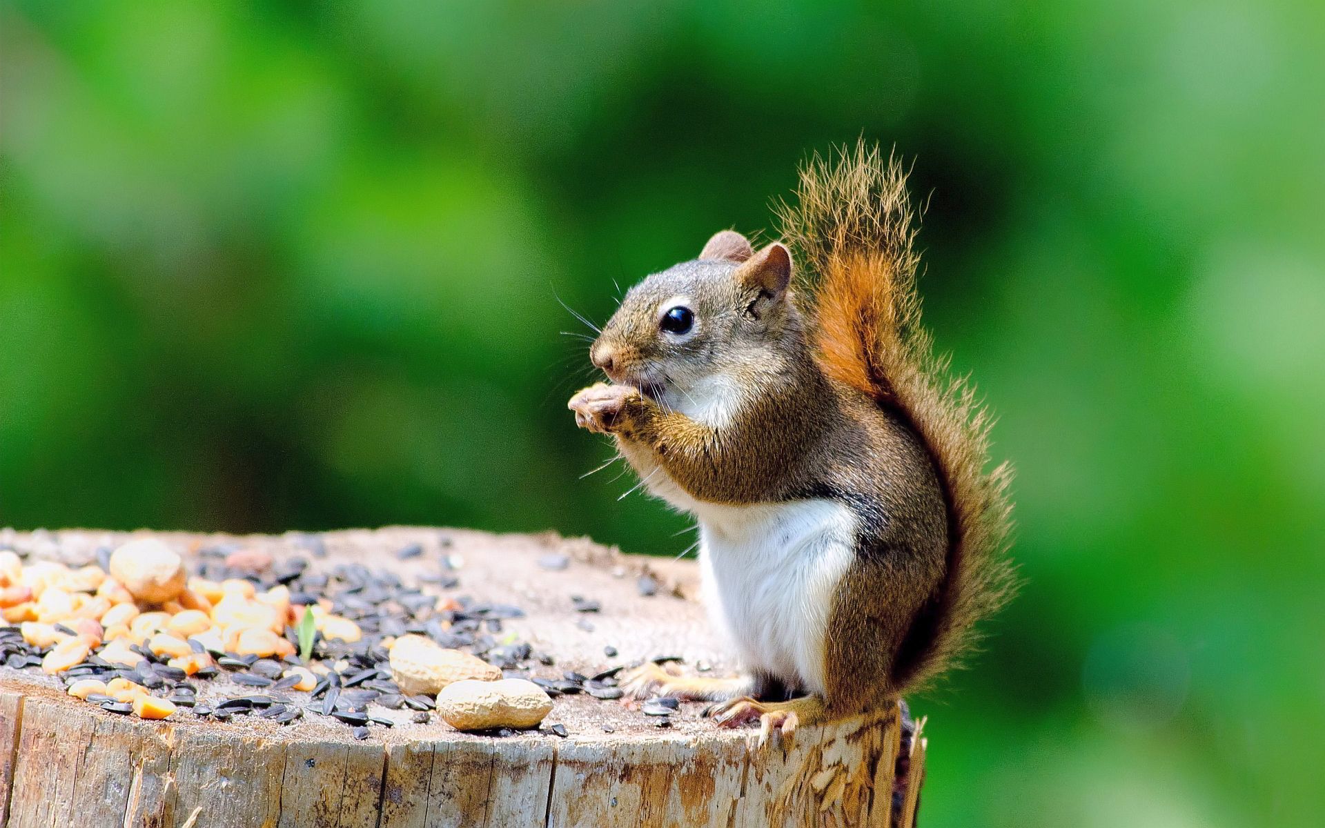 Cute Baby Squirrel Wallpapers