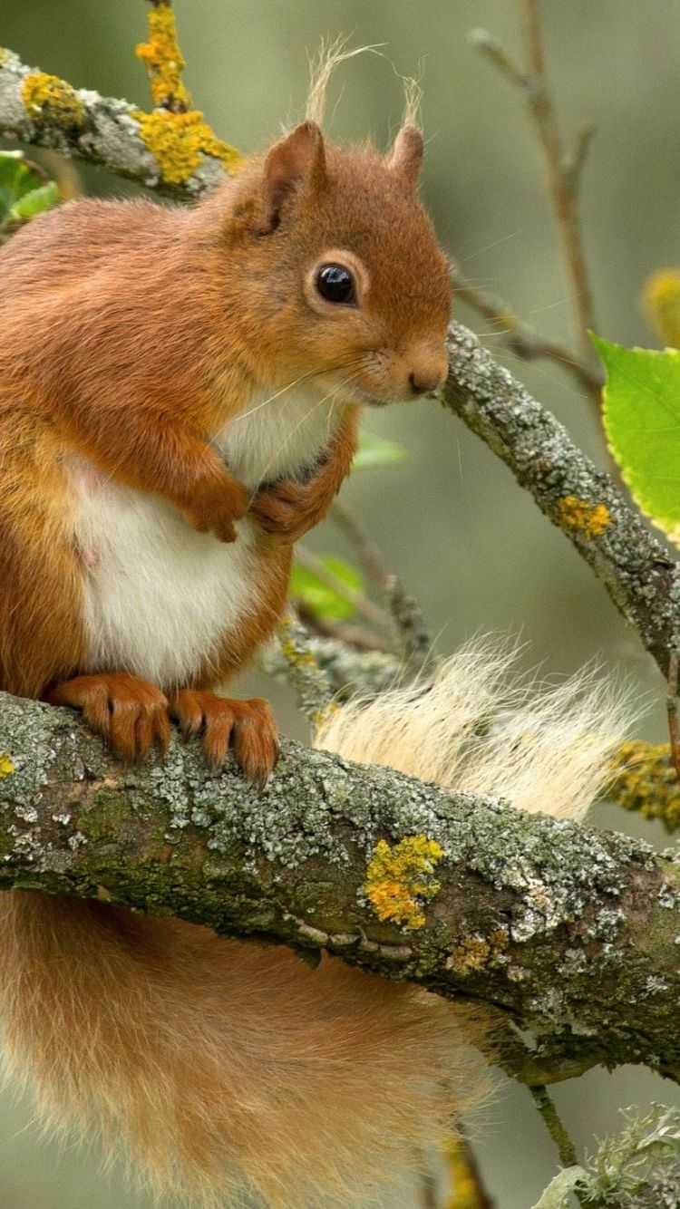 Cute Baby Squirrel Wallpapers