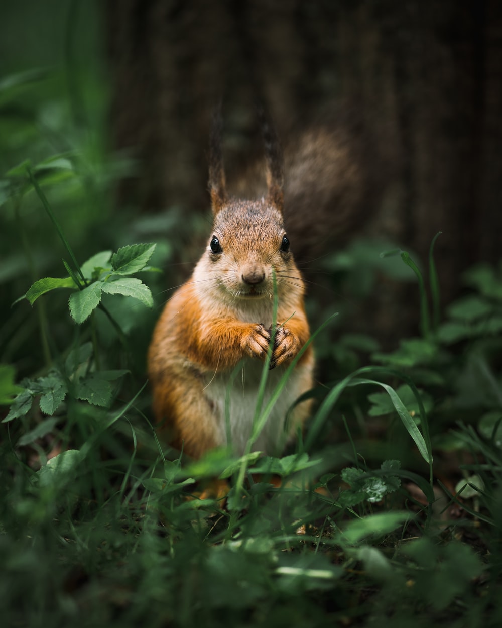 Cute Baby Squirrel Wallpapers