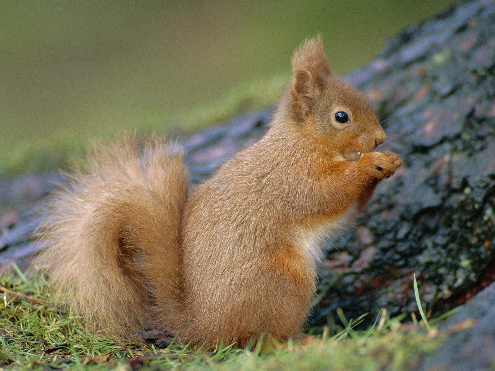 Cute Baby Squirrel Wallpapers