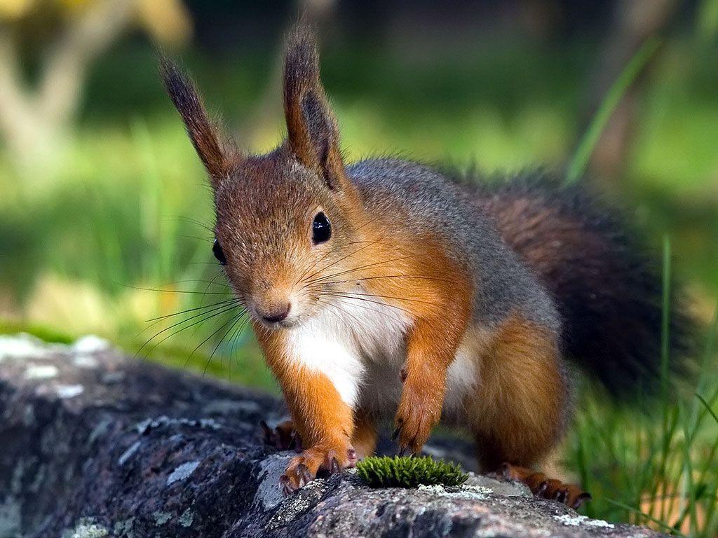 Cute Baby Squirrel Wallpapers