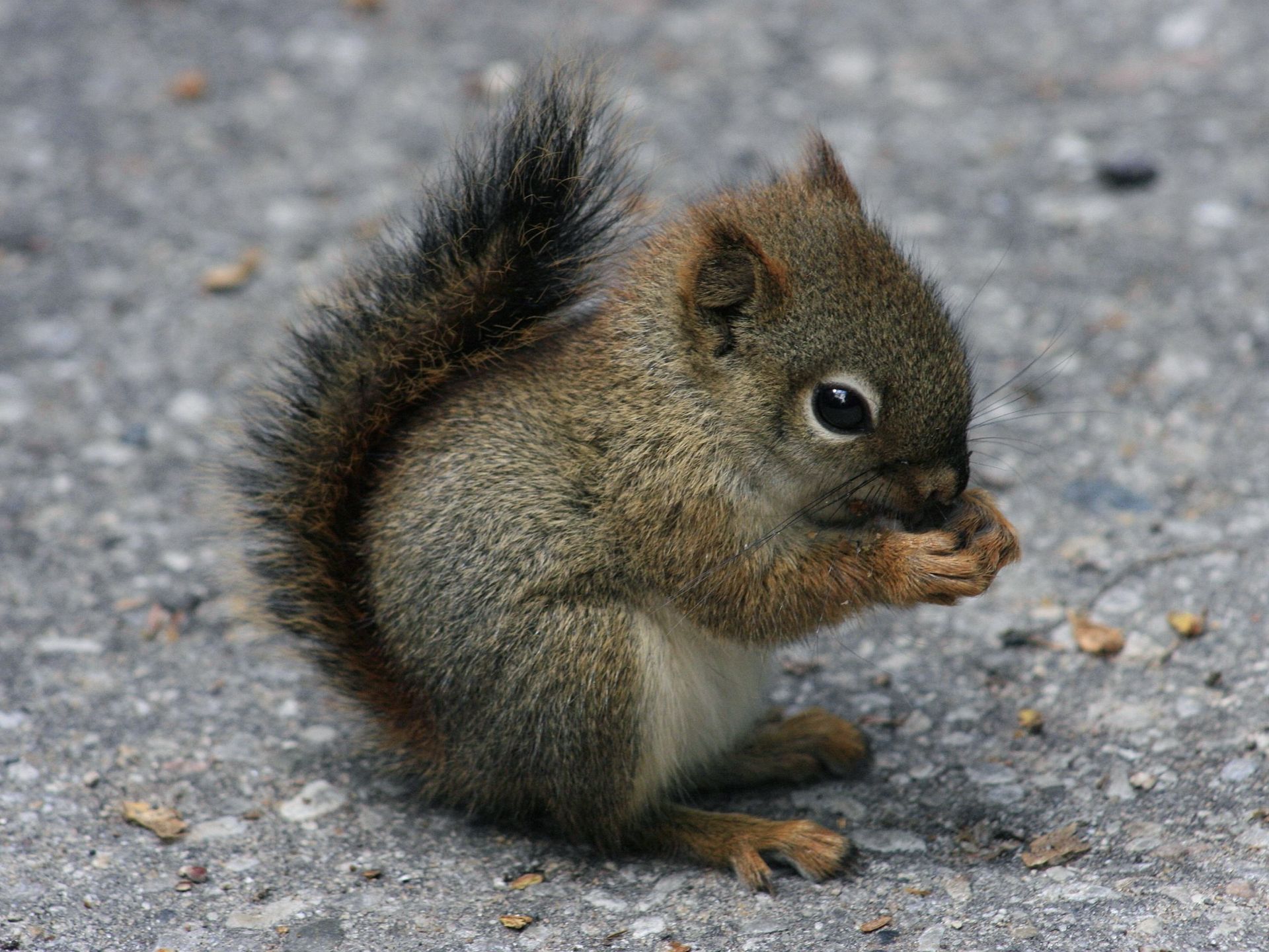 Cute Baby Squirrel Wallpapers