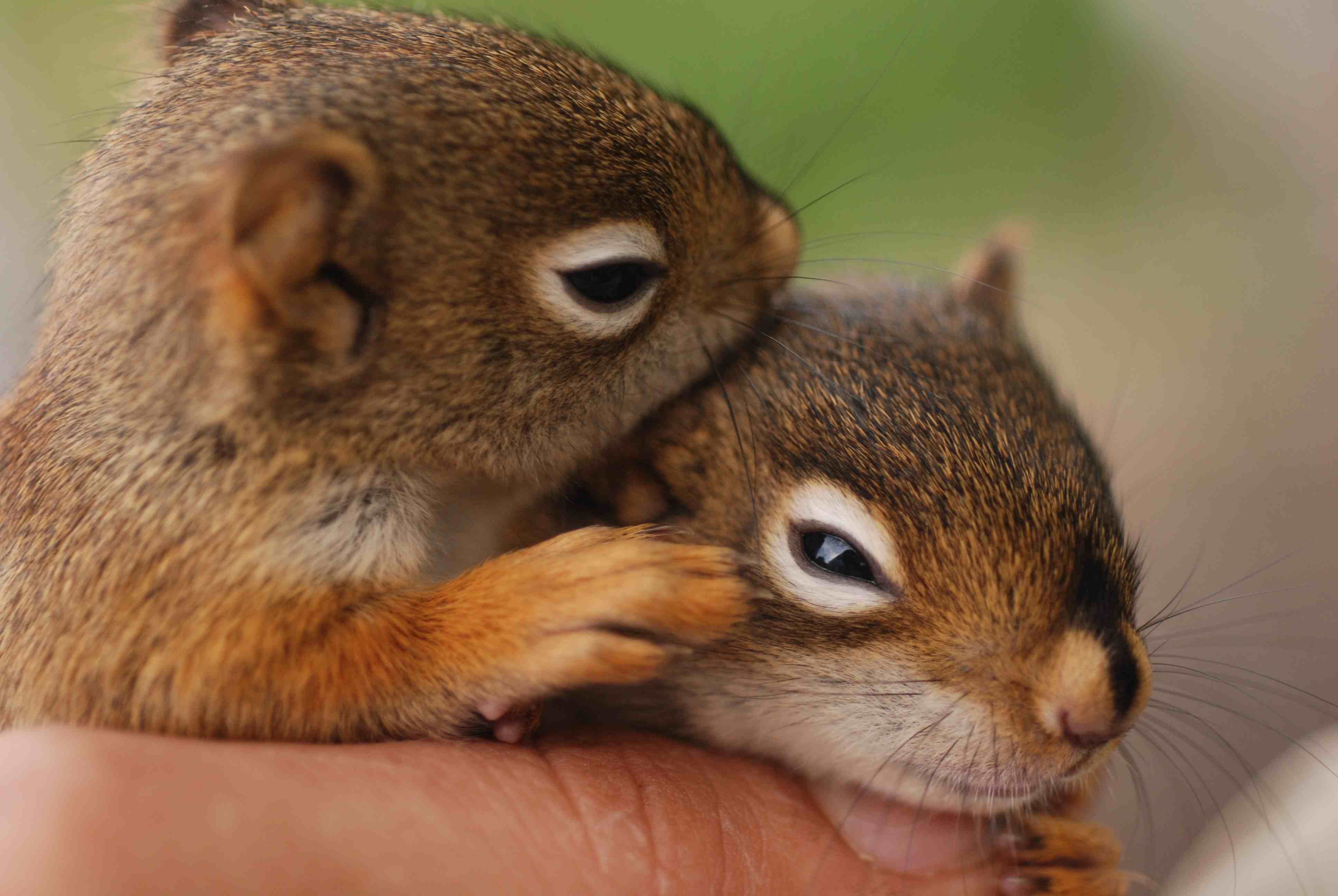 Cute Baby Squirrel Wallpapers