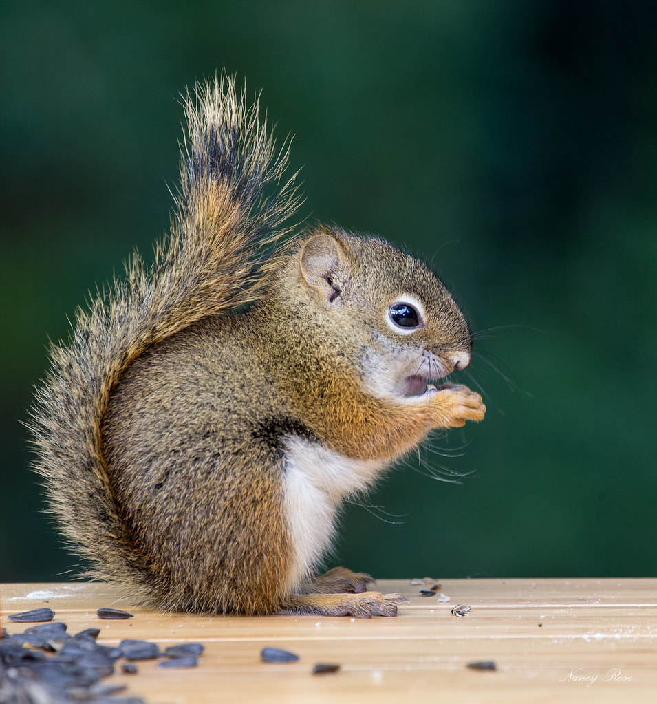 Cute Baby Squirrel Wallpapers