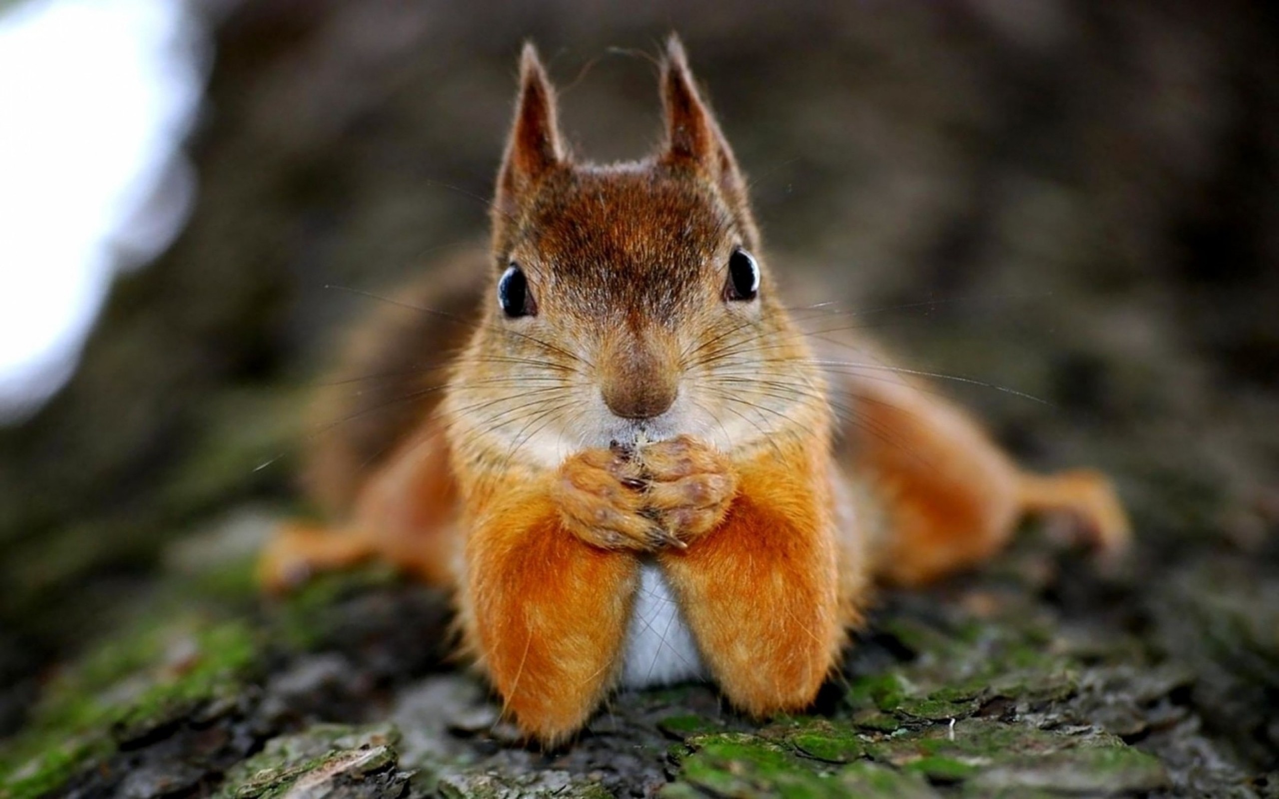 Cute Baby Squirrel Wallpapers