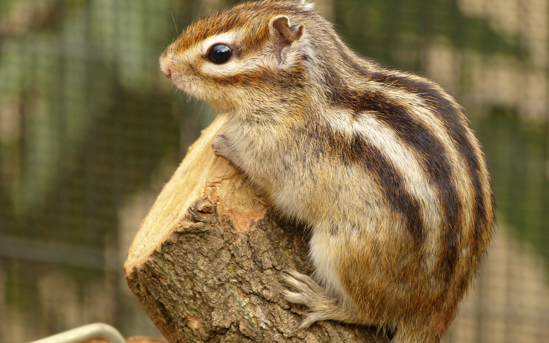 Cute Baby Squirrel Wallpapers