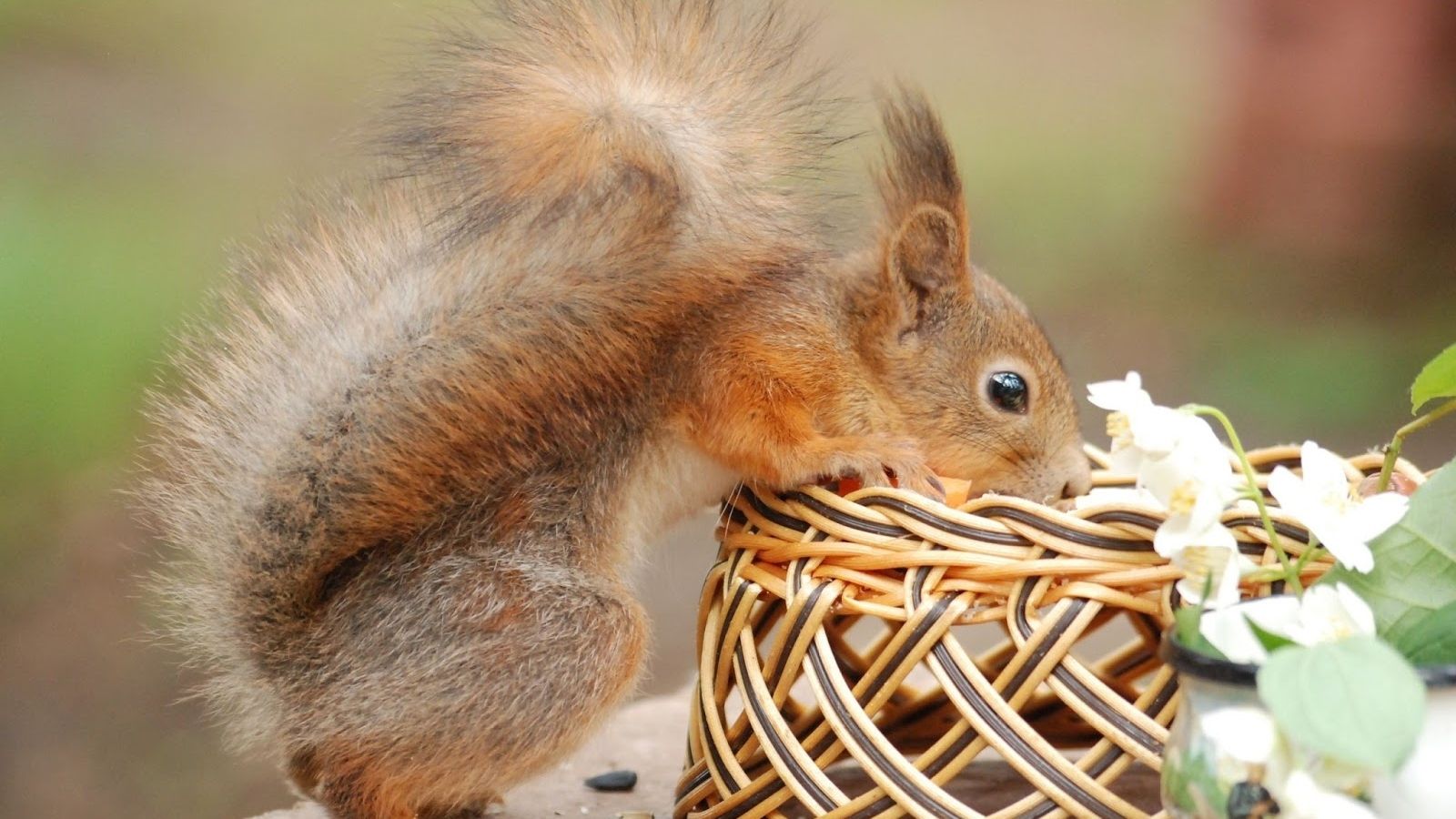 Cute Baby Squirrel Wallpapers