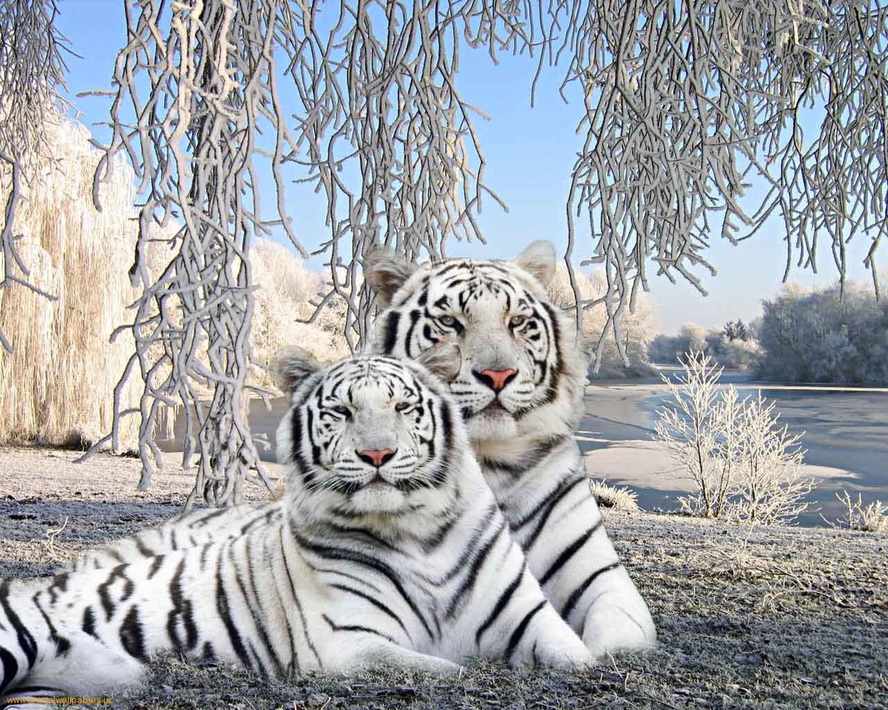 Cute Baby Tiger Wallpapers