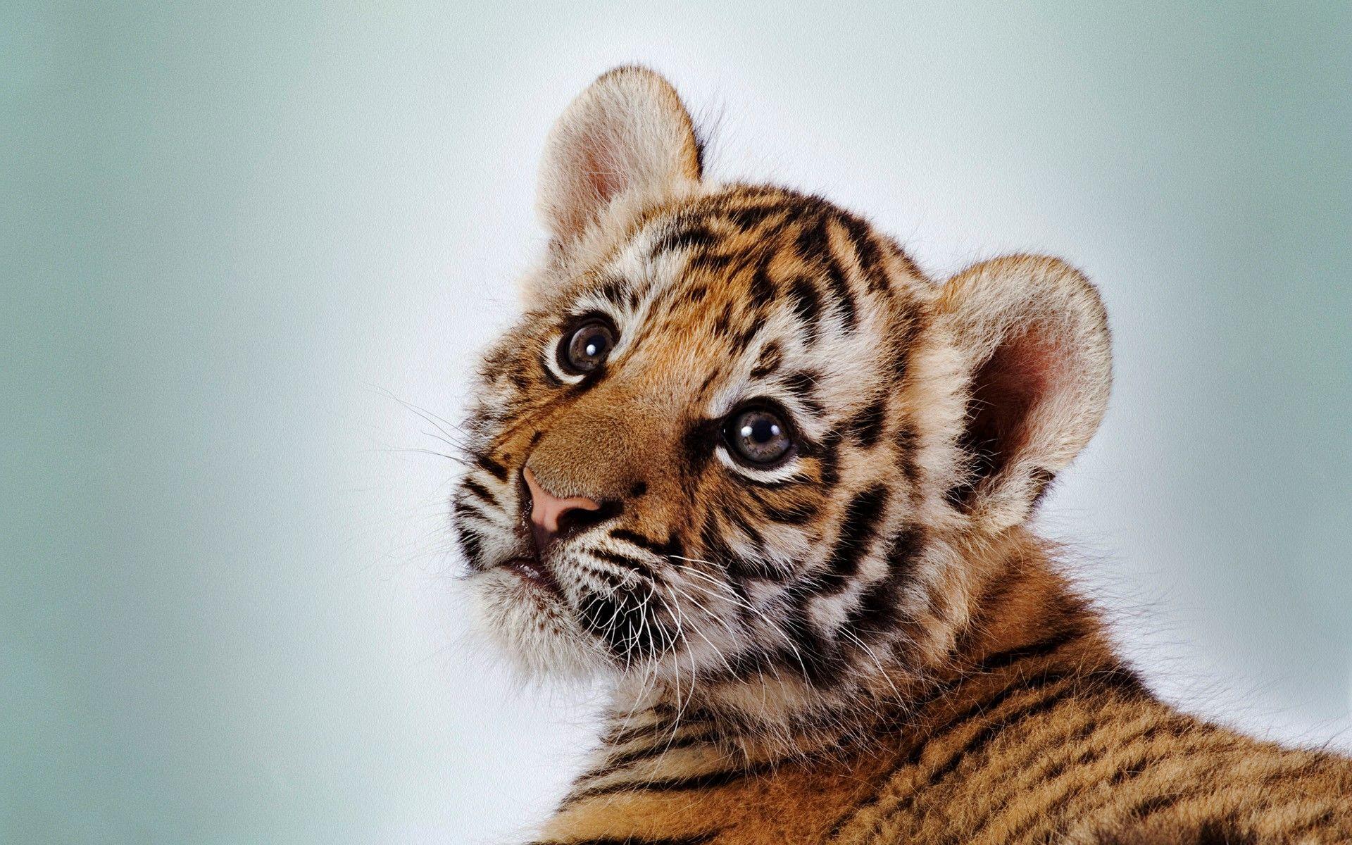 Cute Baby Tigers Wallpapers Wallpapers