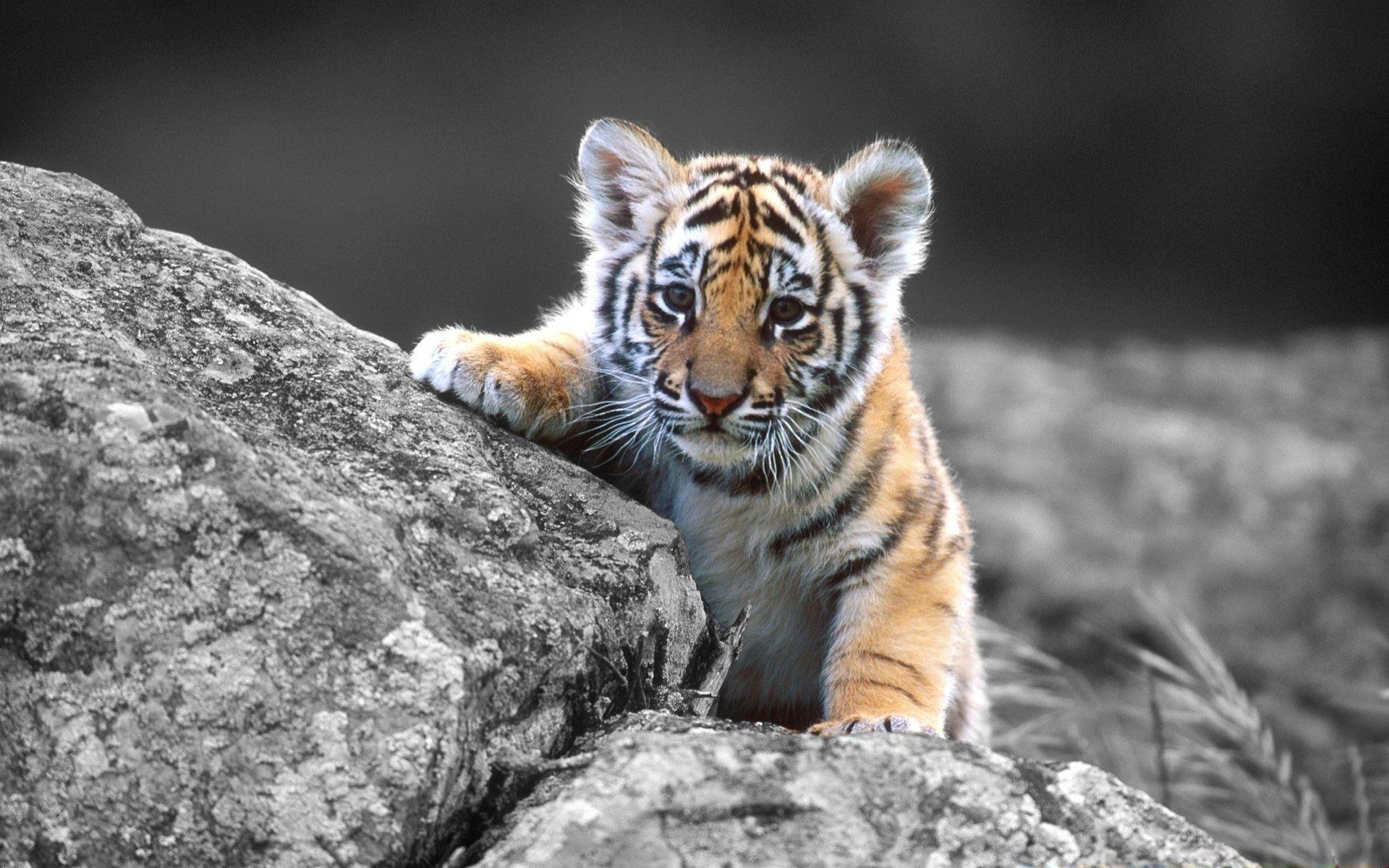 Cute Baby Tigers Wallpapers Wallpapers