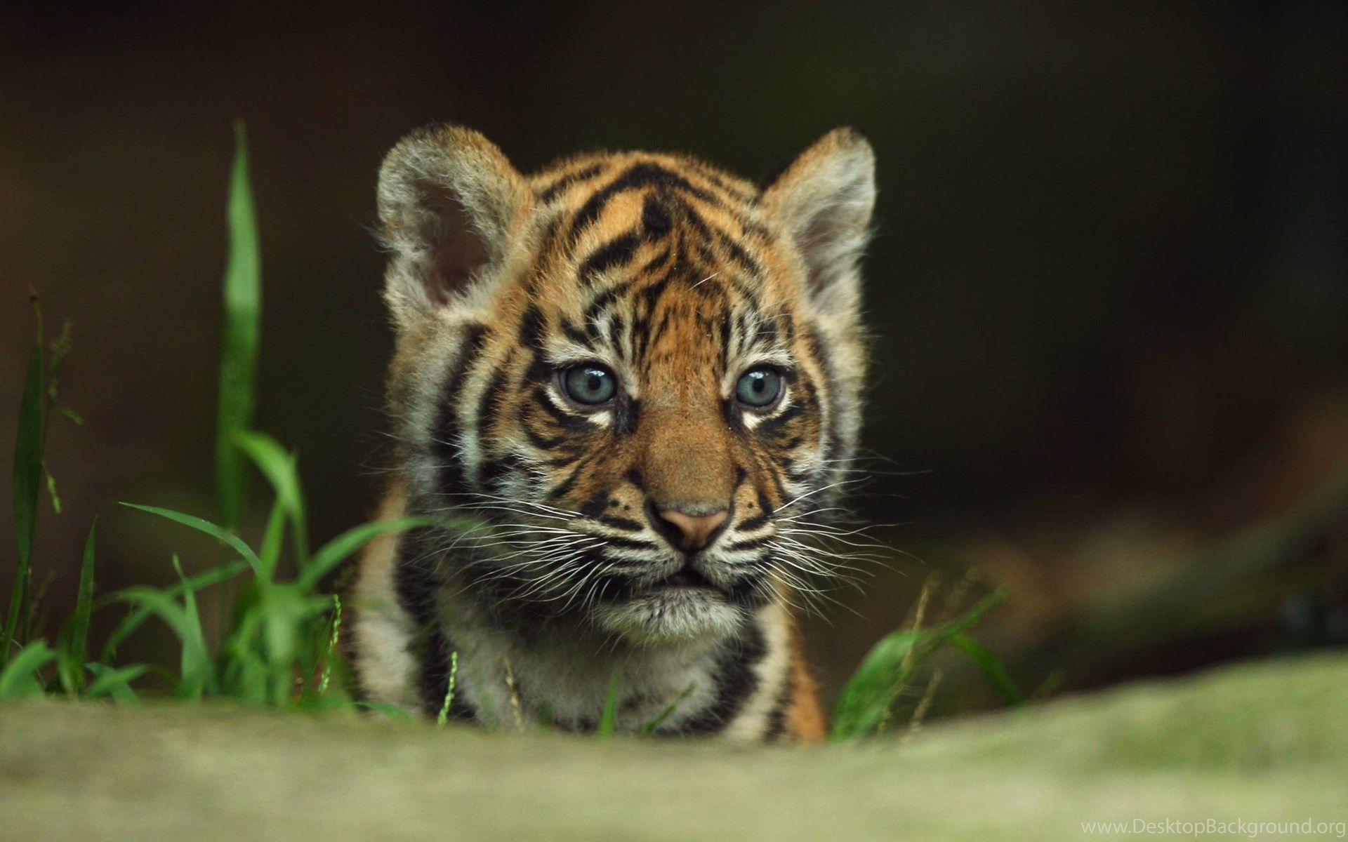 Cute Baby Tigers Wallpapers Wallpapers