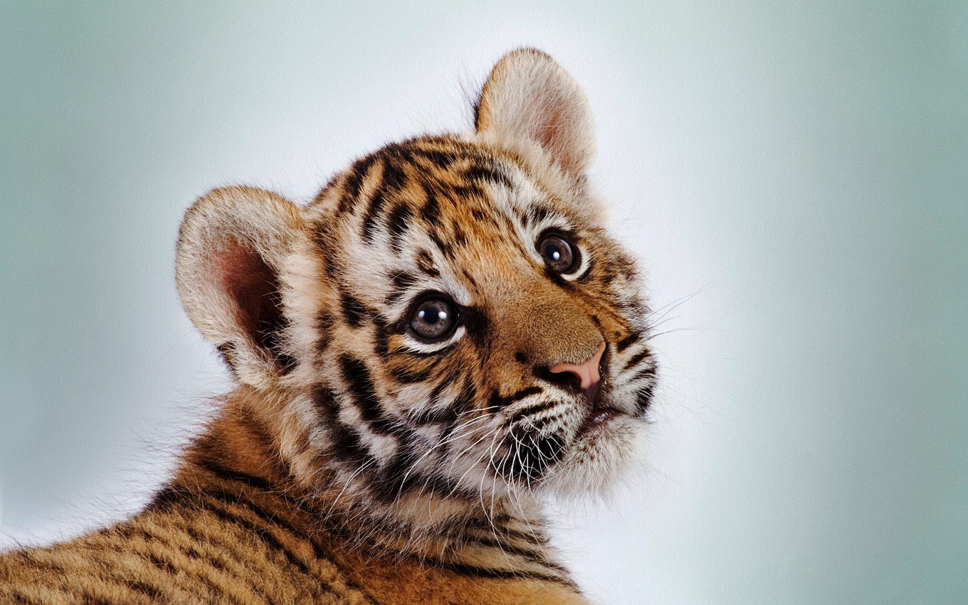 Cute Baby Tigers Wallpapers Wallpapers