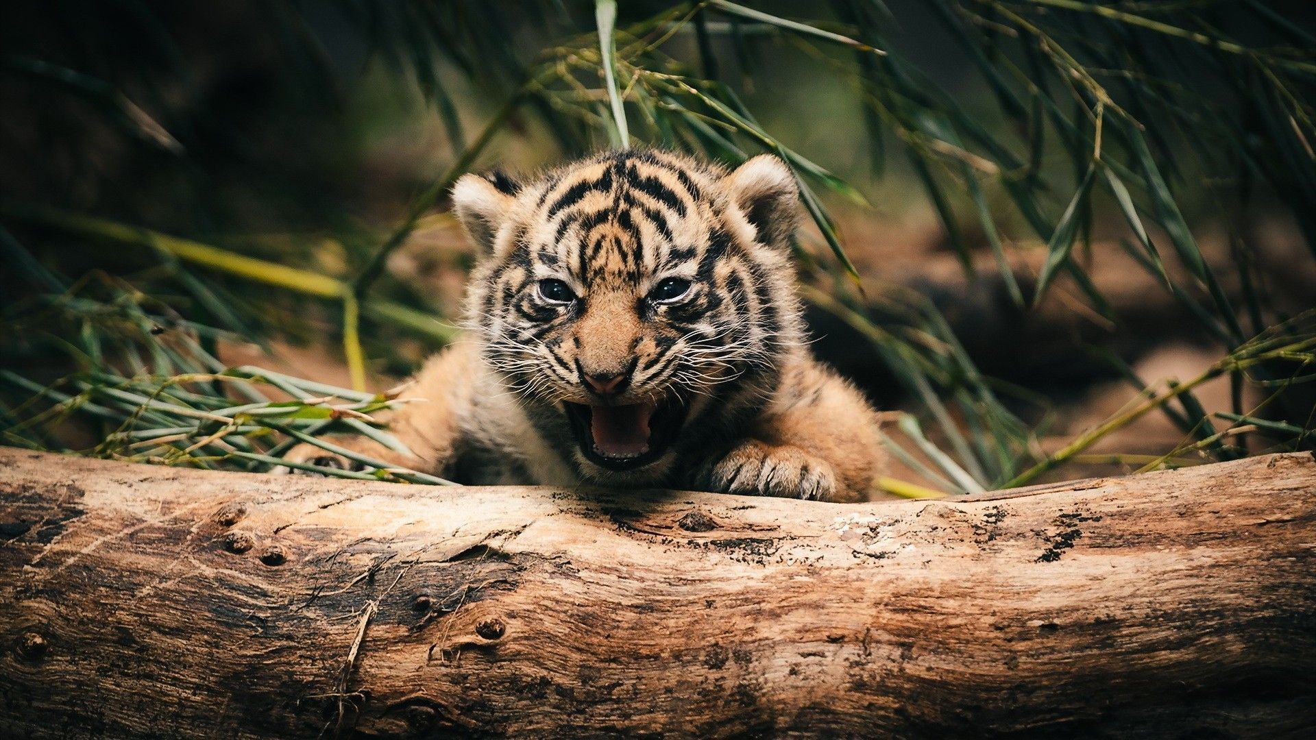 Cute Baby Tigers Wallpapers Wallpapers