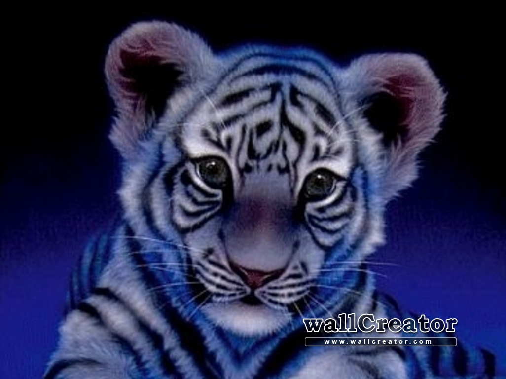 Cute Baby Tigers Wallpapers Wallpapers