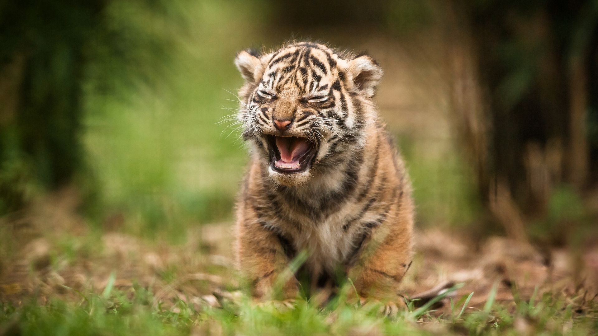 Cute Baby Tigers Wallpapers Wallpapers