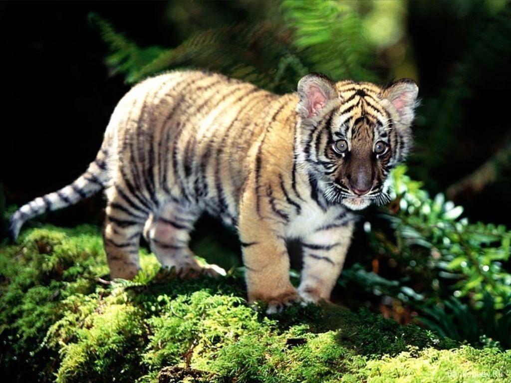 Cute Baby Tigers Wallpapers Wallpapers