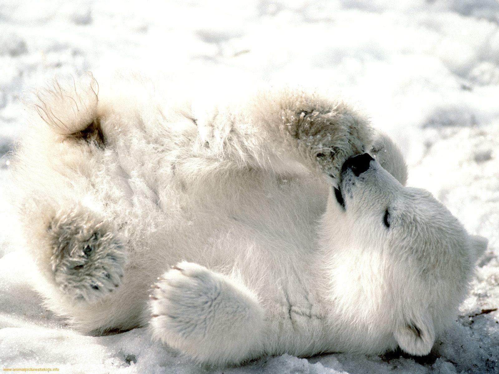 Cute Baby Winter Animals Wallpapers