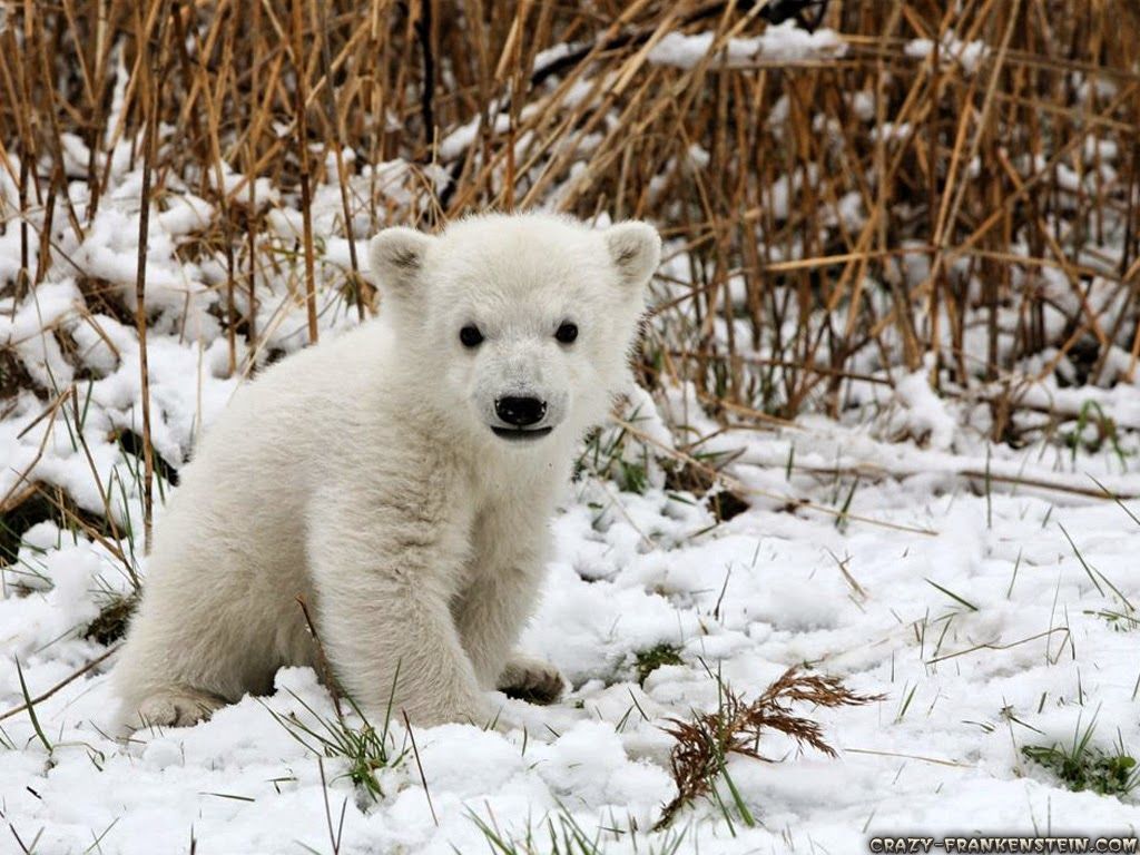 Cute Baby Winter Animals Wallpapers