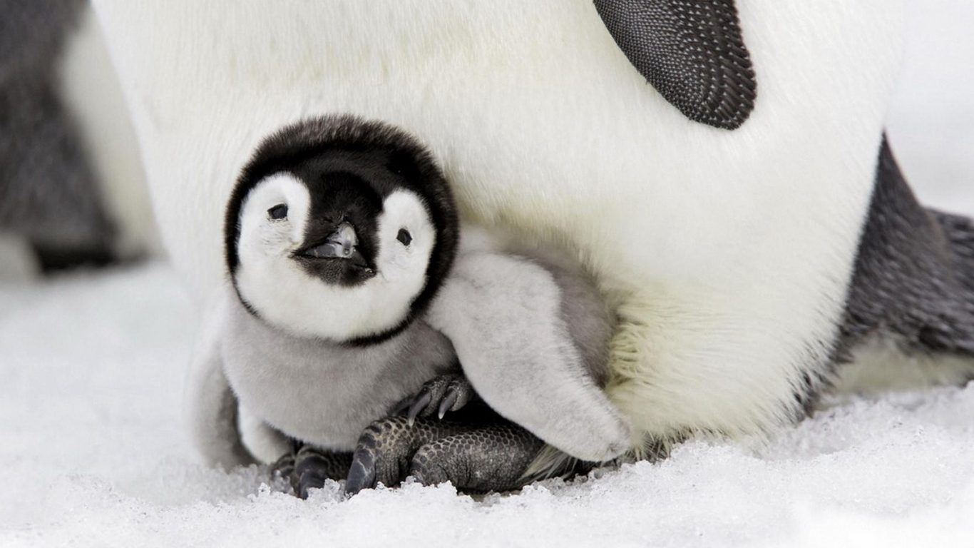 Cute Baby Winter Animals Wallpapers