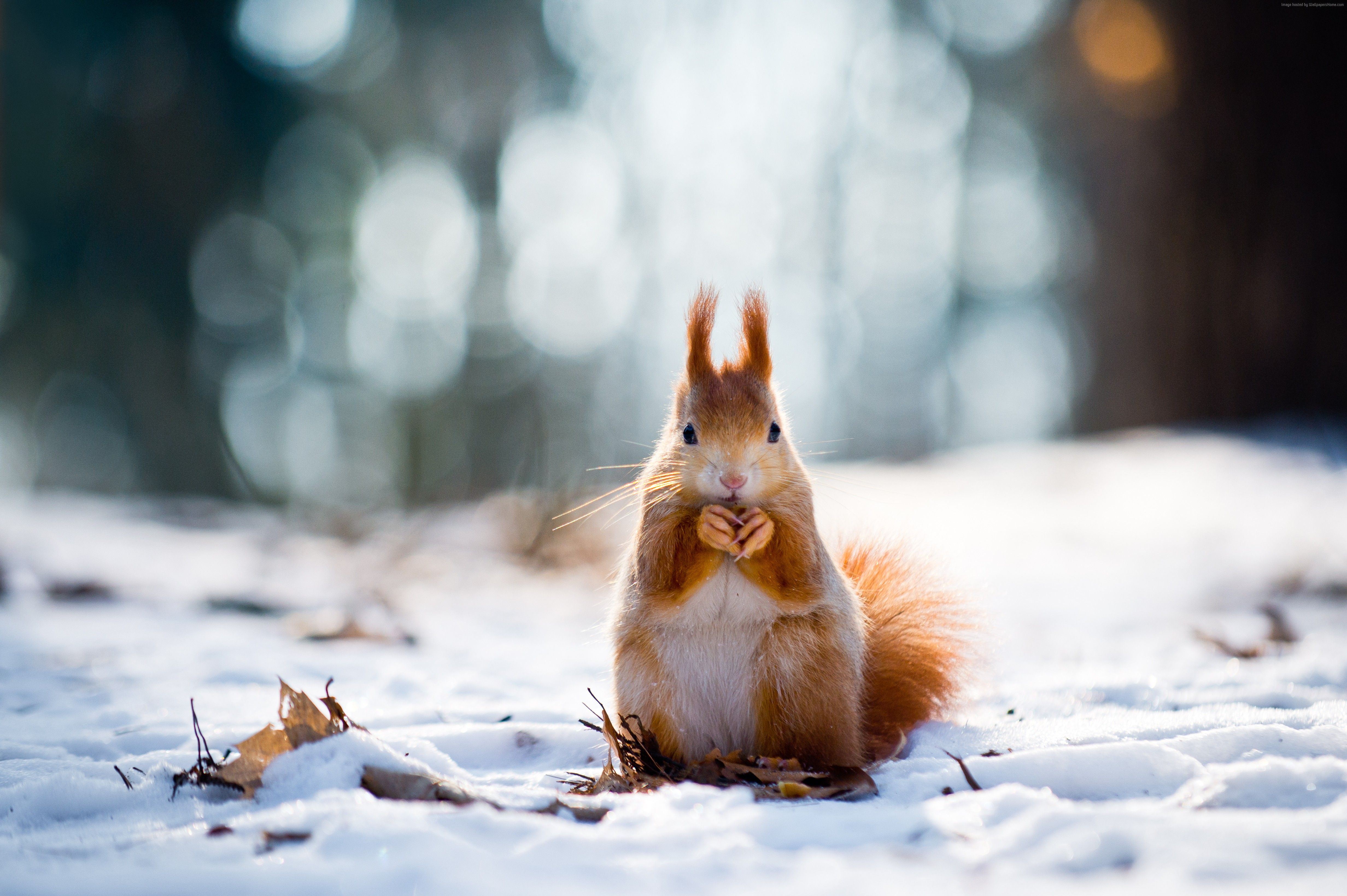 Cute Baby Winter Animals Wallpapers