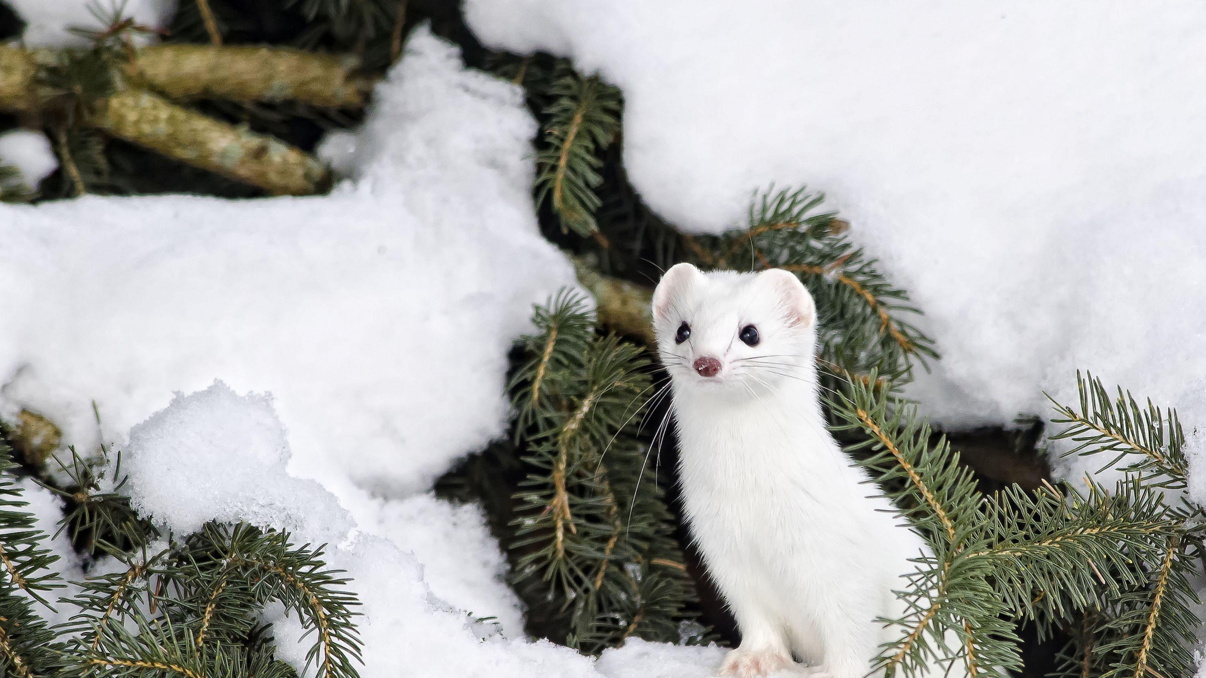 Cute Baby Winter Animals Wallpapers