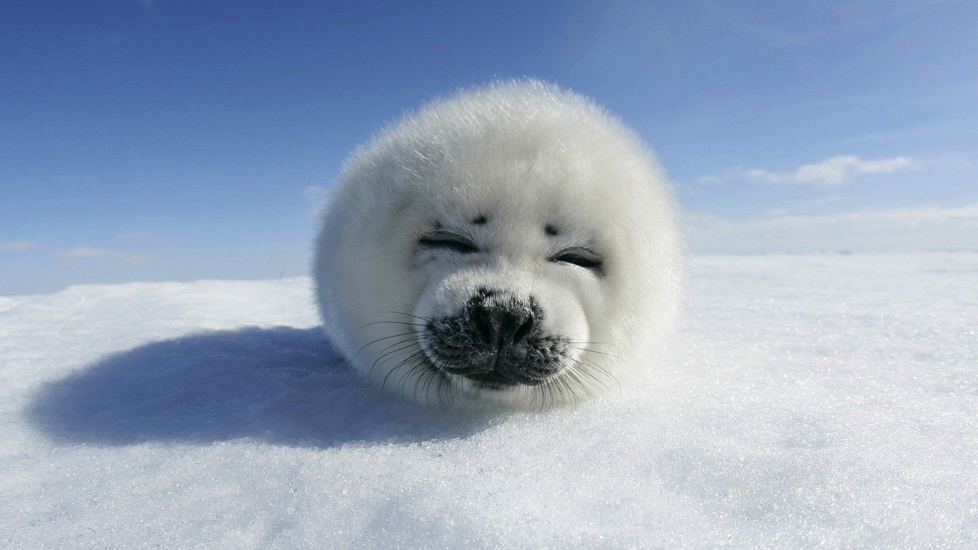 Cute Baby Winter Animals Wallpapers