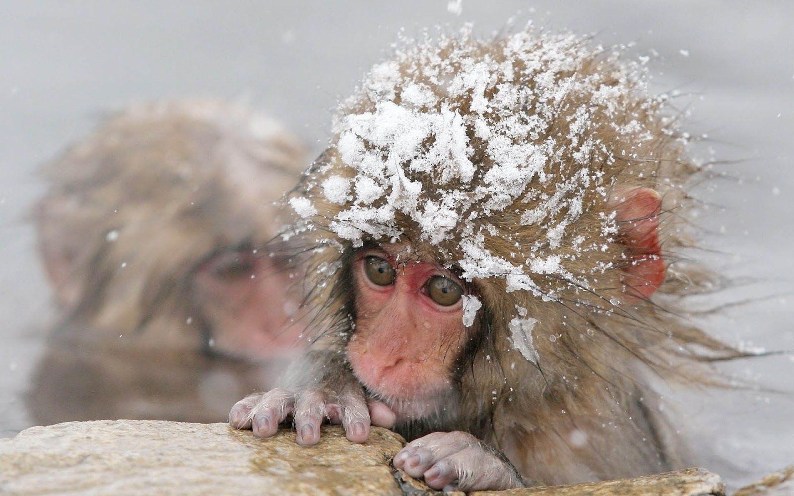 Cute Baby Winter Animals Wallpapers