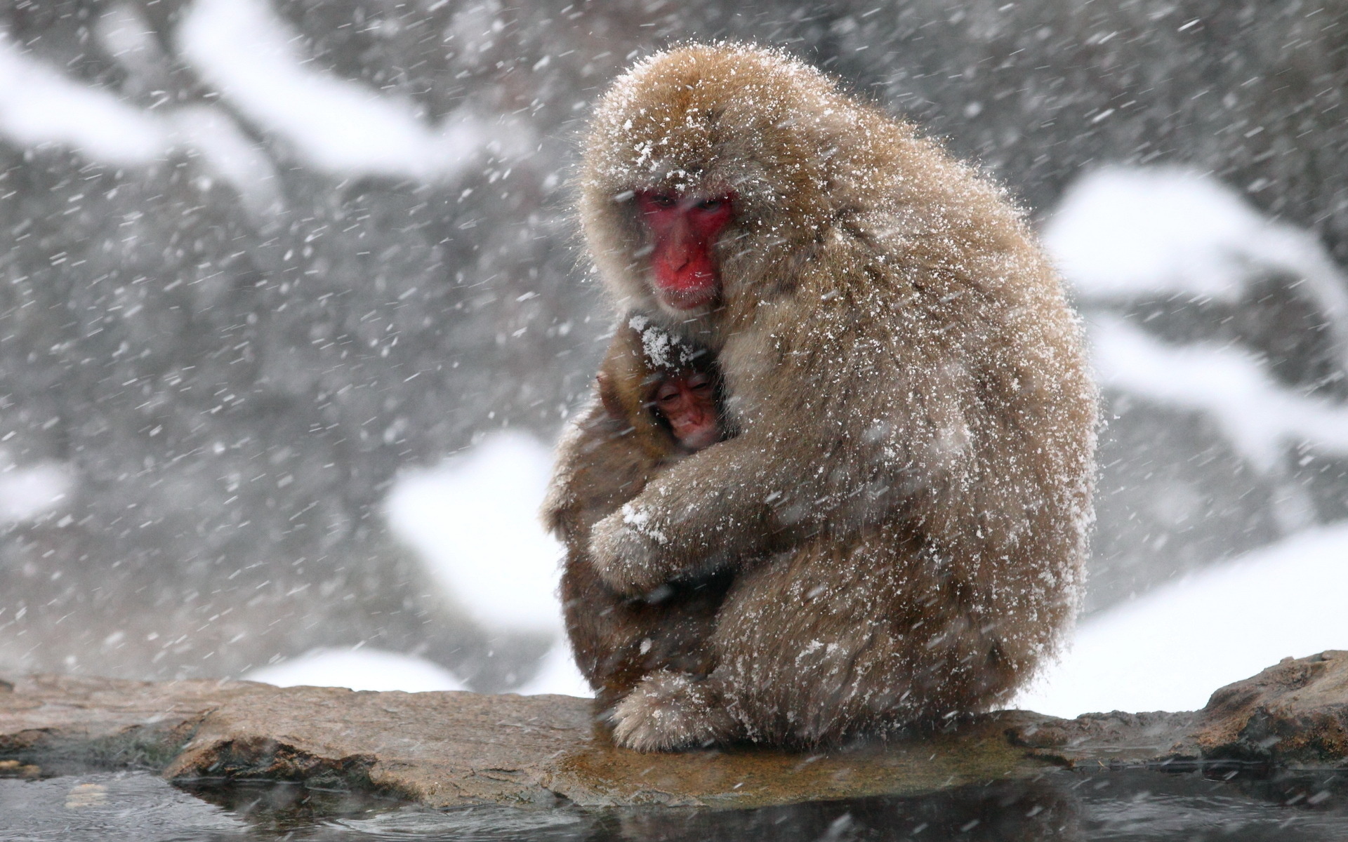 Cute Baby Winter Animals Wallpapers