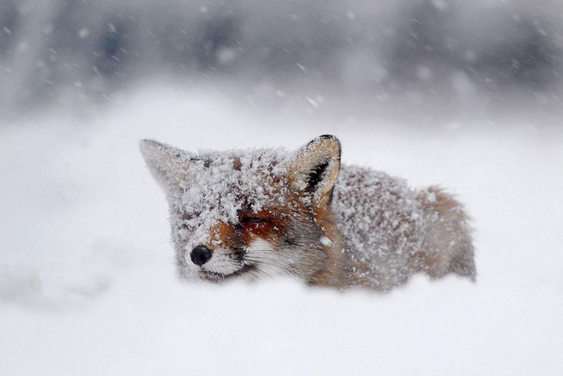 Cute Baby Winter Animals Wallpapers