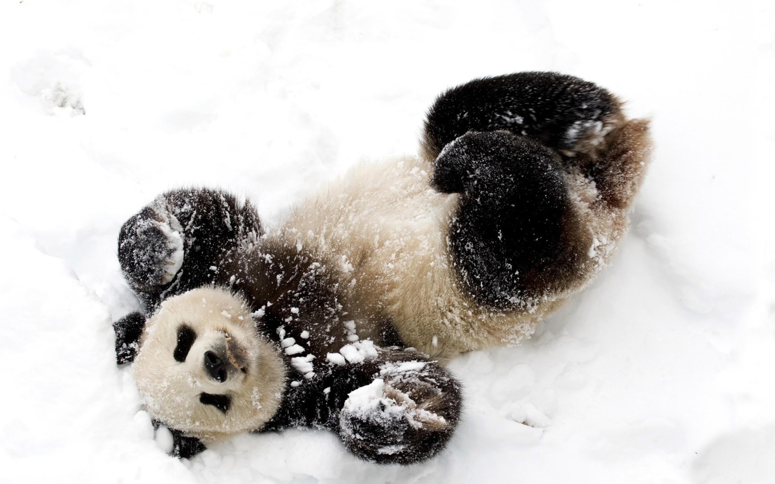 Cute Baby Winter Animals Wallpapers