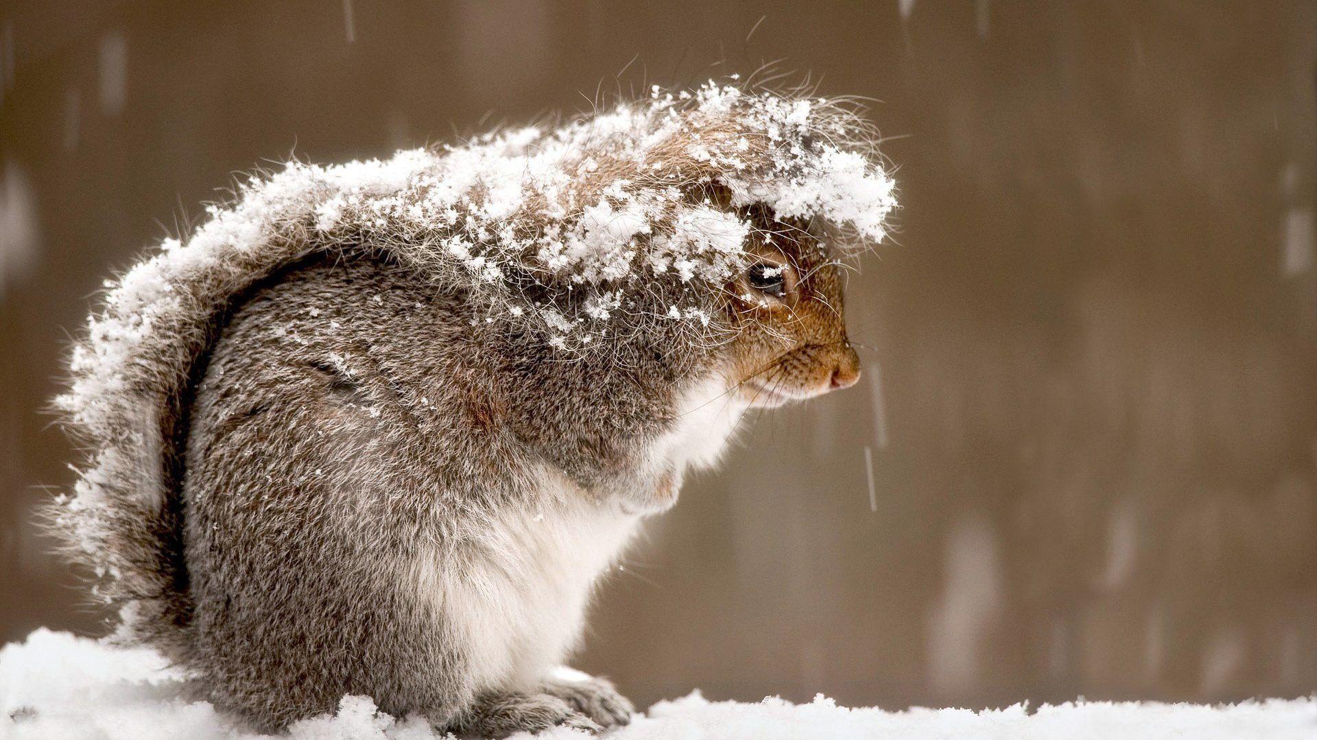 Cute Baby Winter Animals Wallpapers