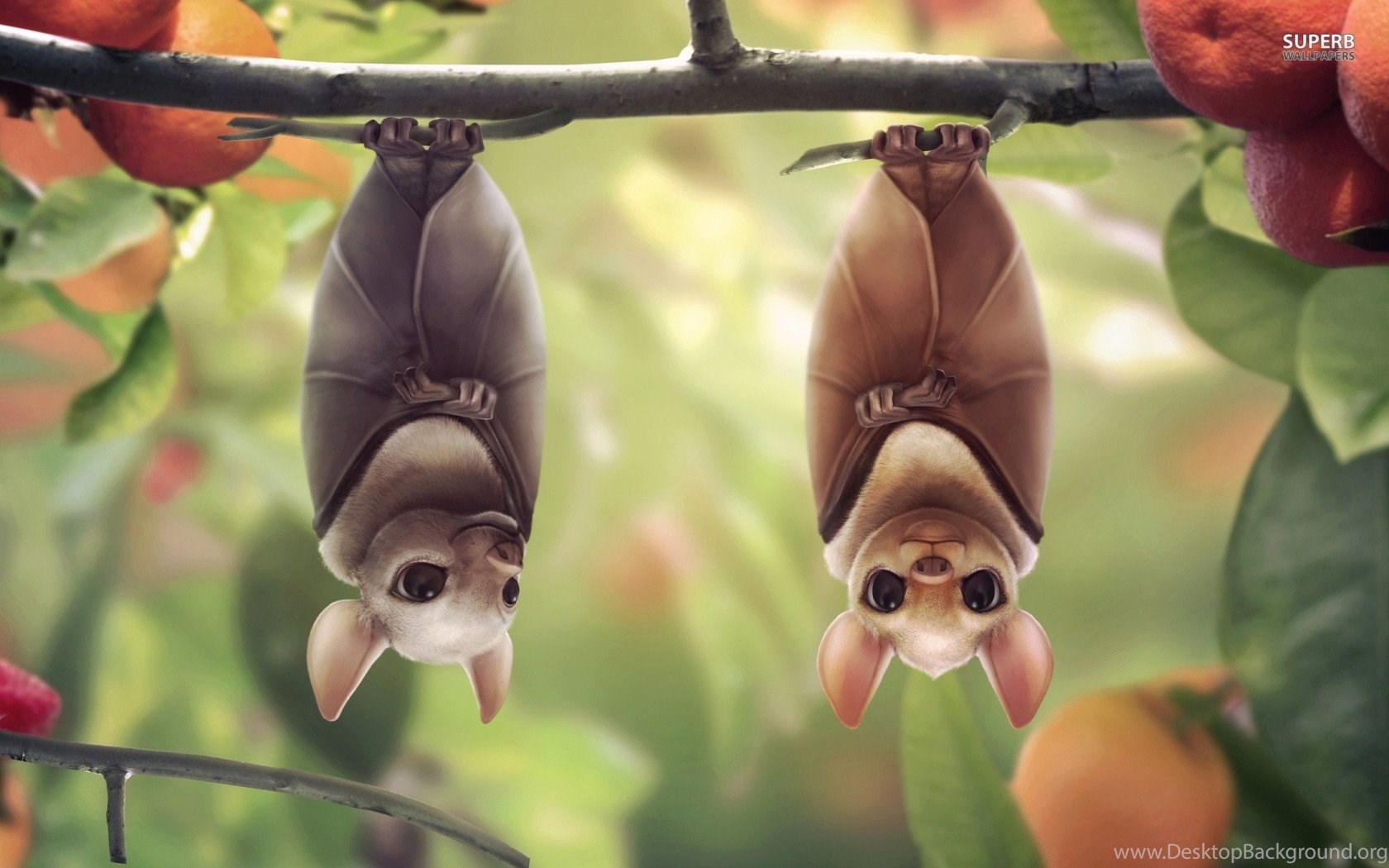 Cute Bat Wallpapers