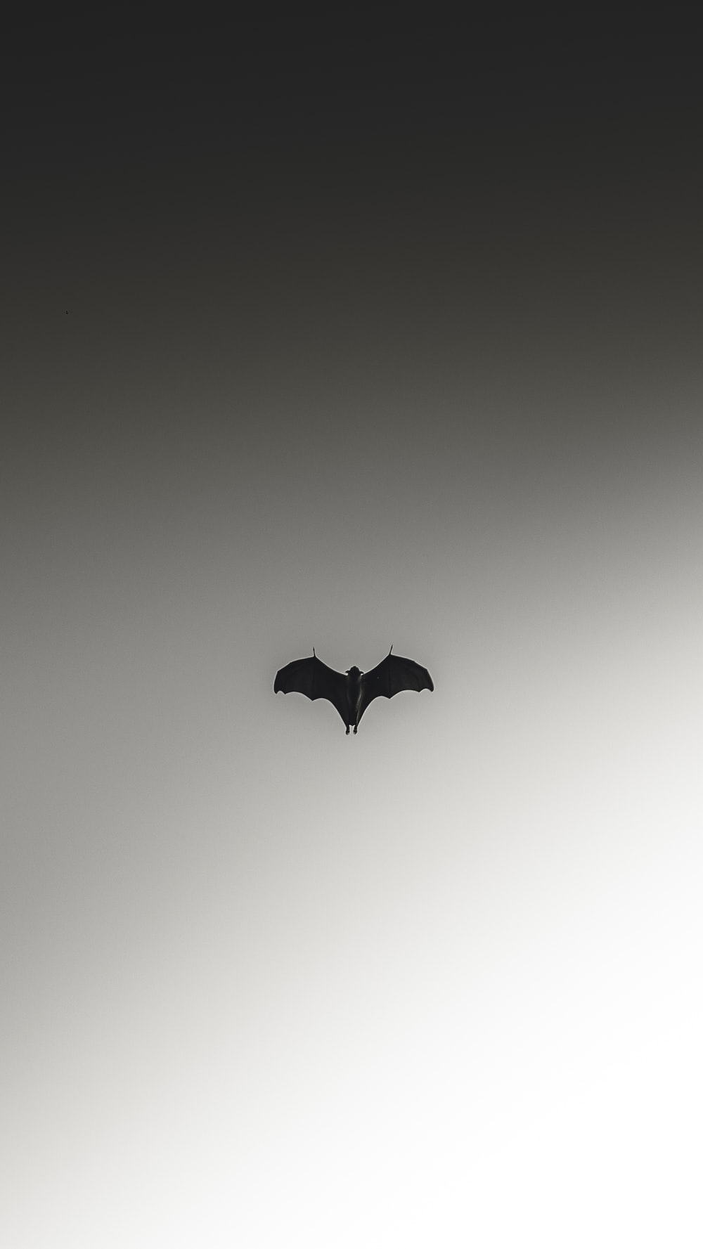 Cute Bat Wallpapers