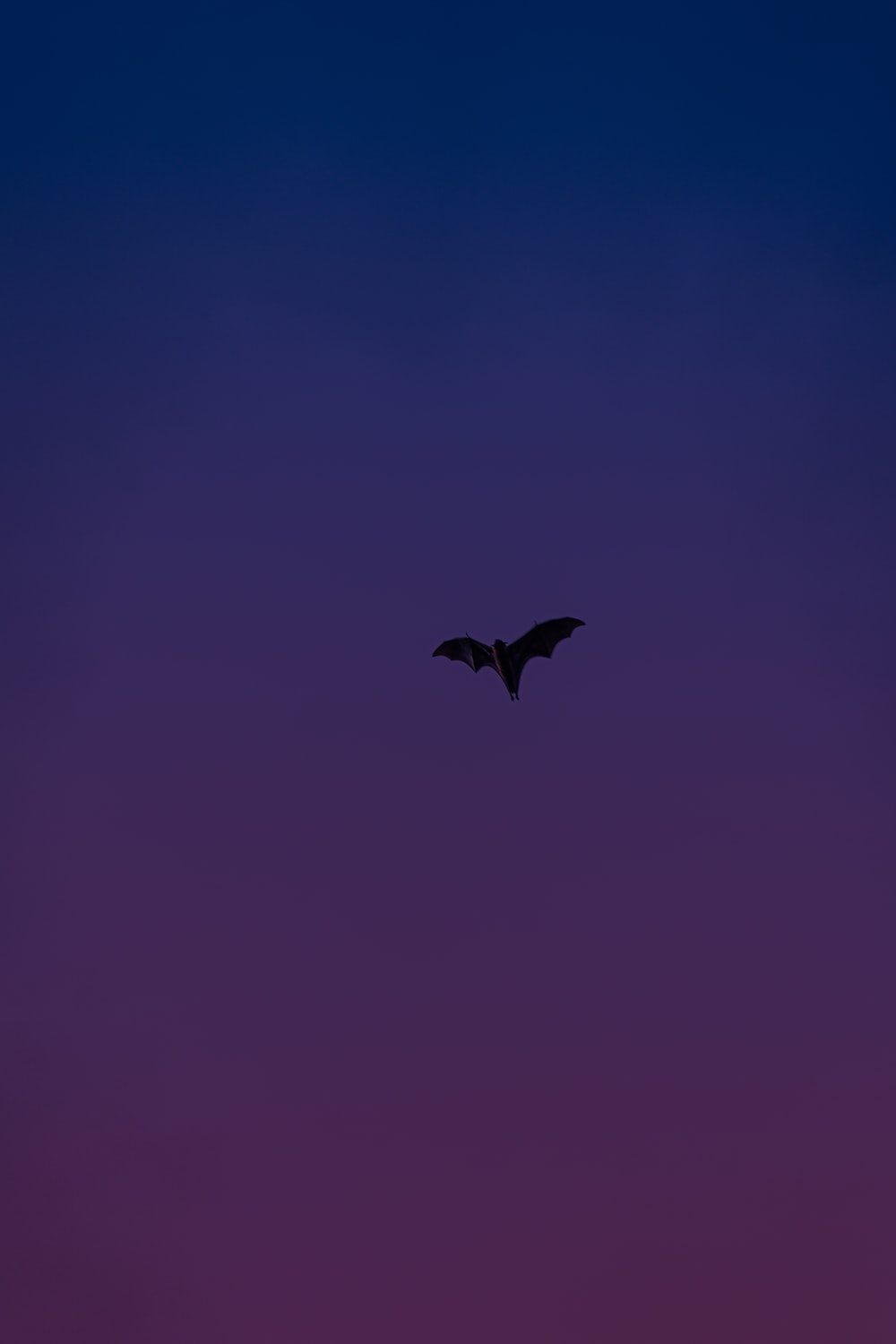 Cute Bat Wallpapers