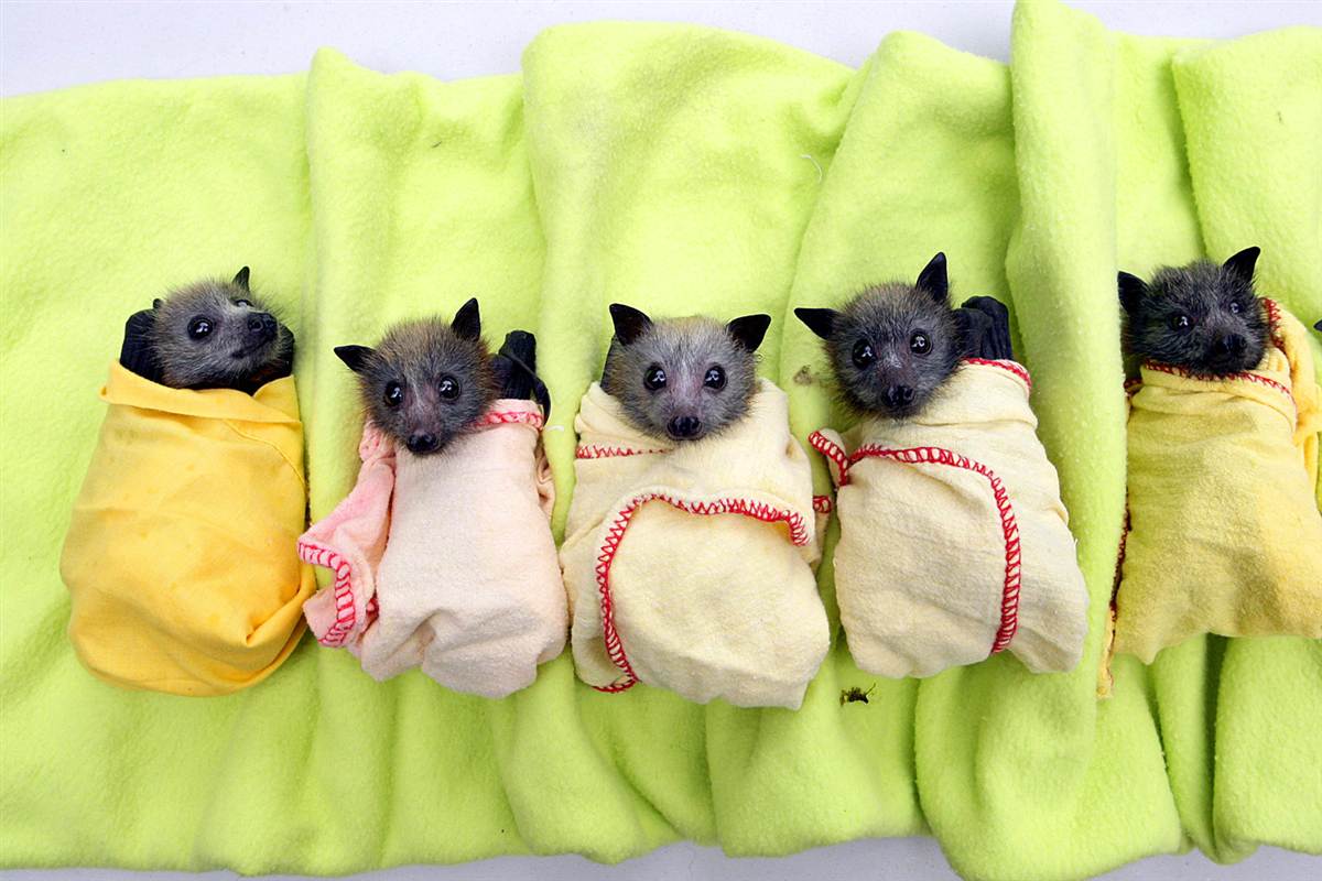 Cute Bats Wallpapers Wallpapers